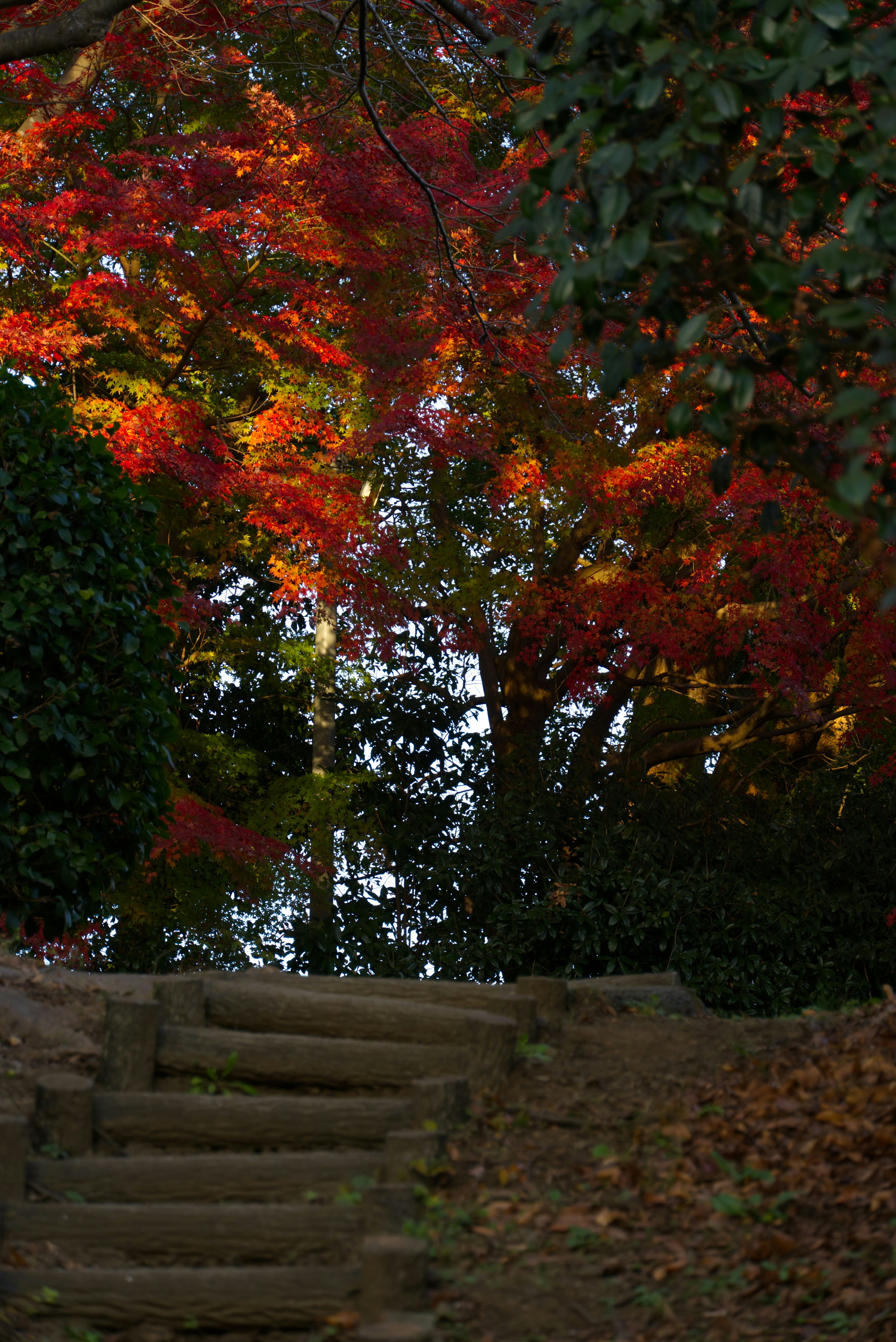 Escalones de madera suben a través del follaje otoñal