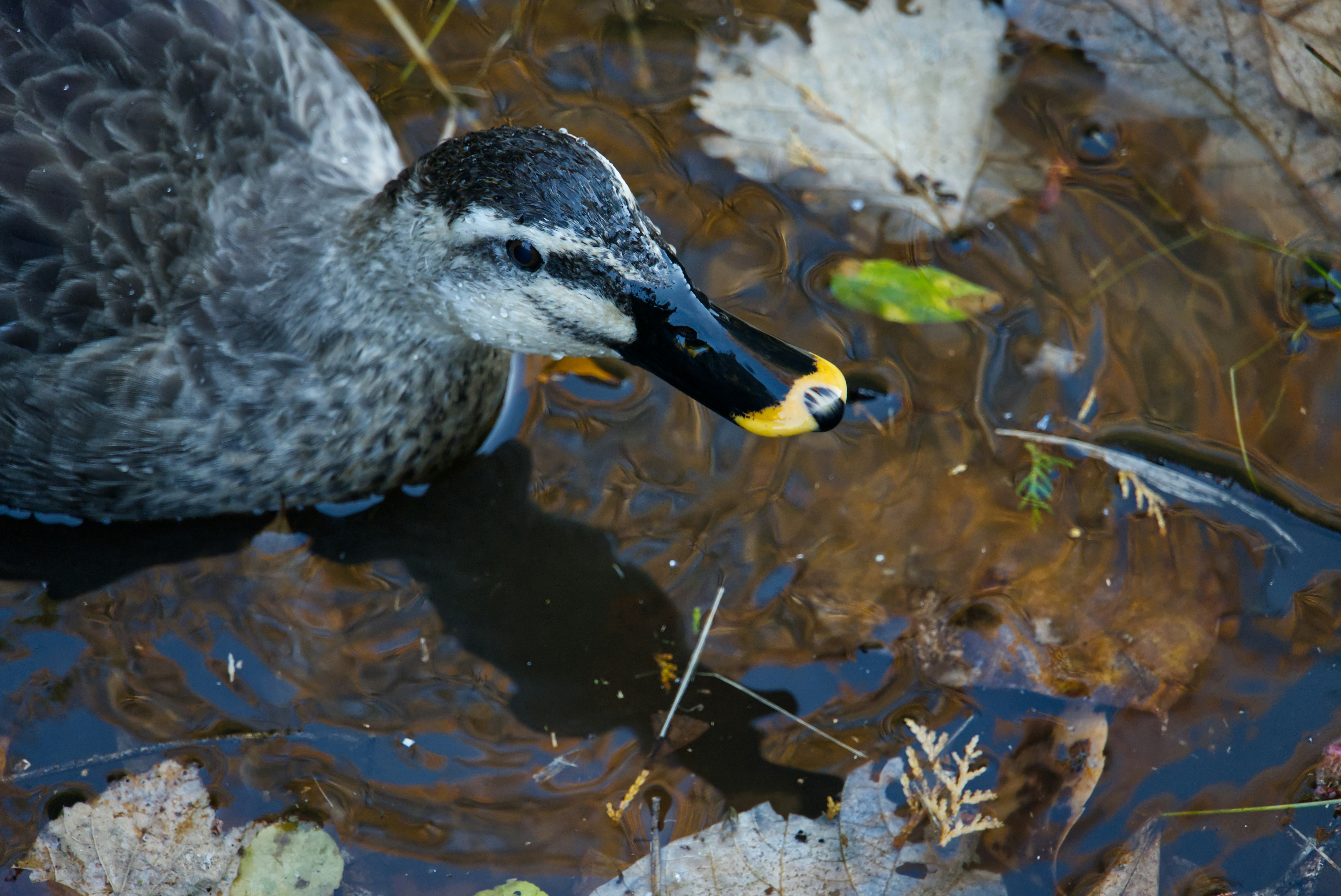Un pato nada en aguas turbias con hojas caídas.