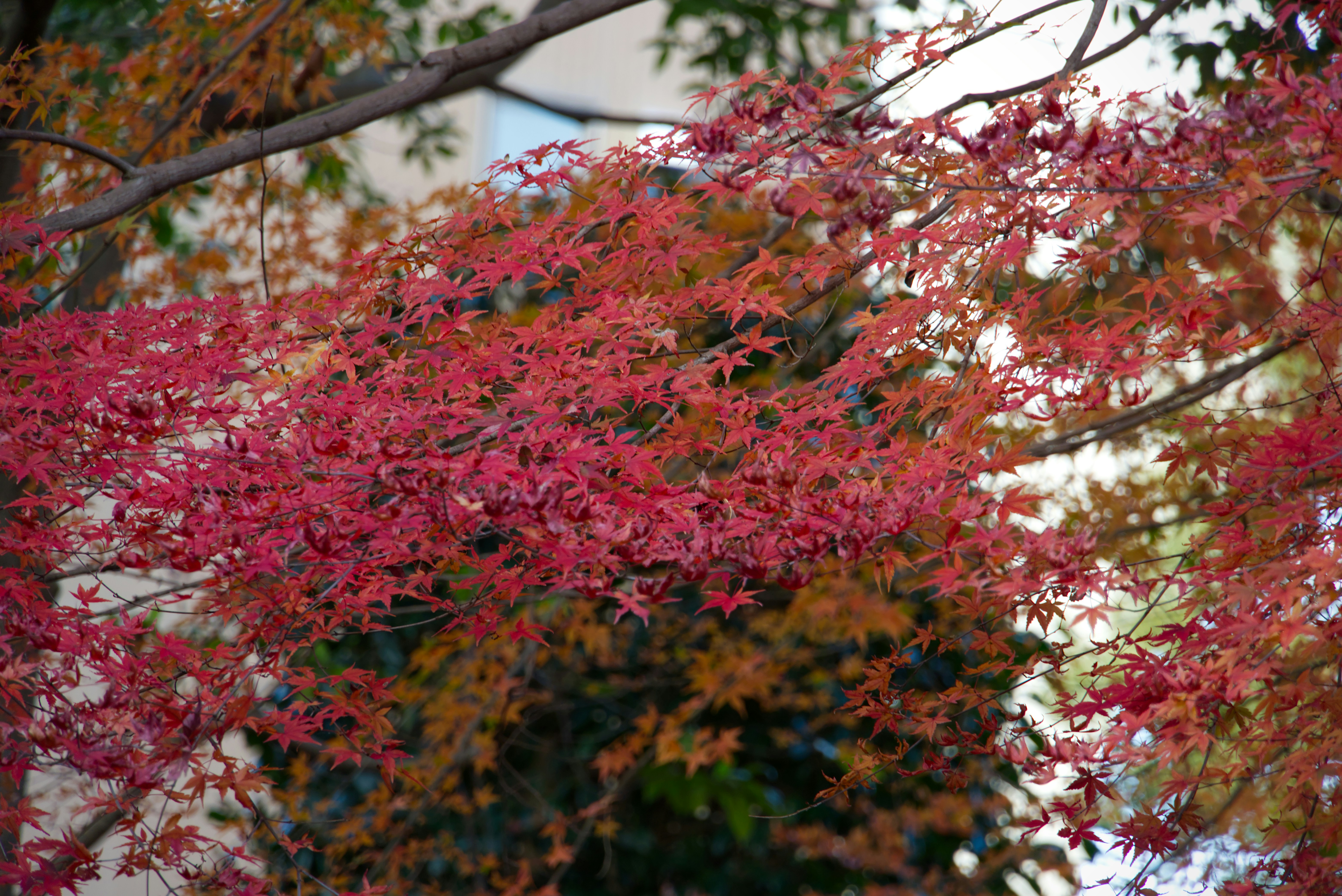 Hojas de arce rojo vibrante en follaje otoñal.