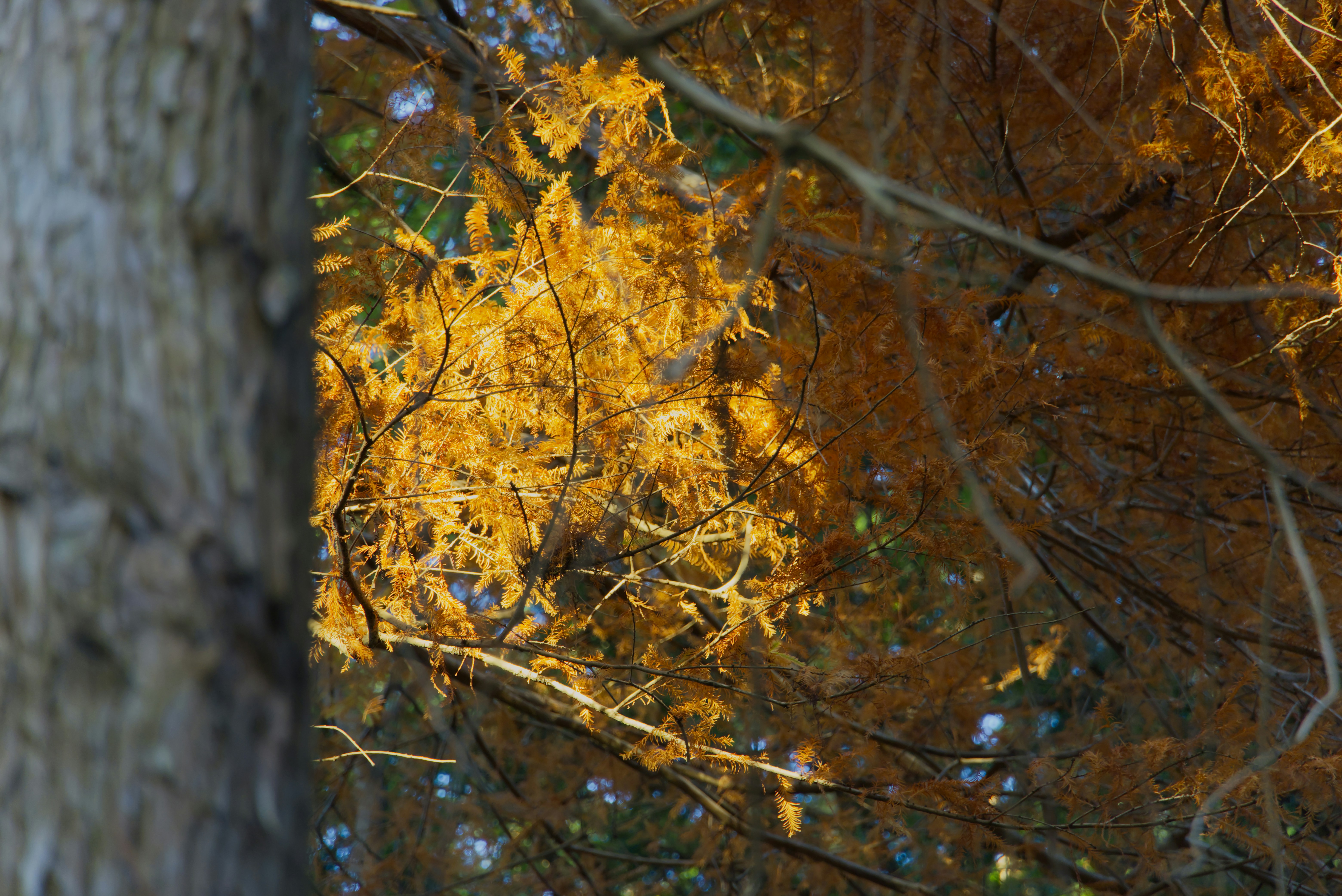Hojas doradas de otoño iluminadas por la luz del sol.