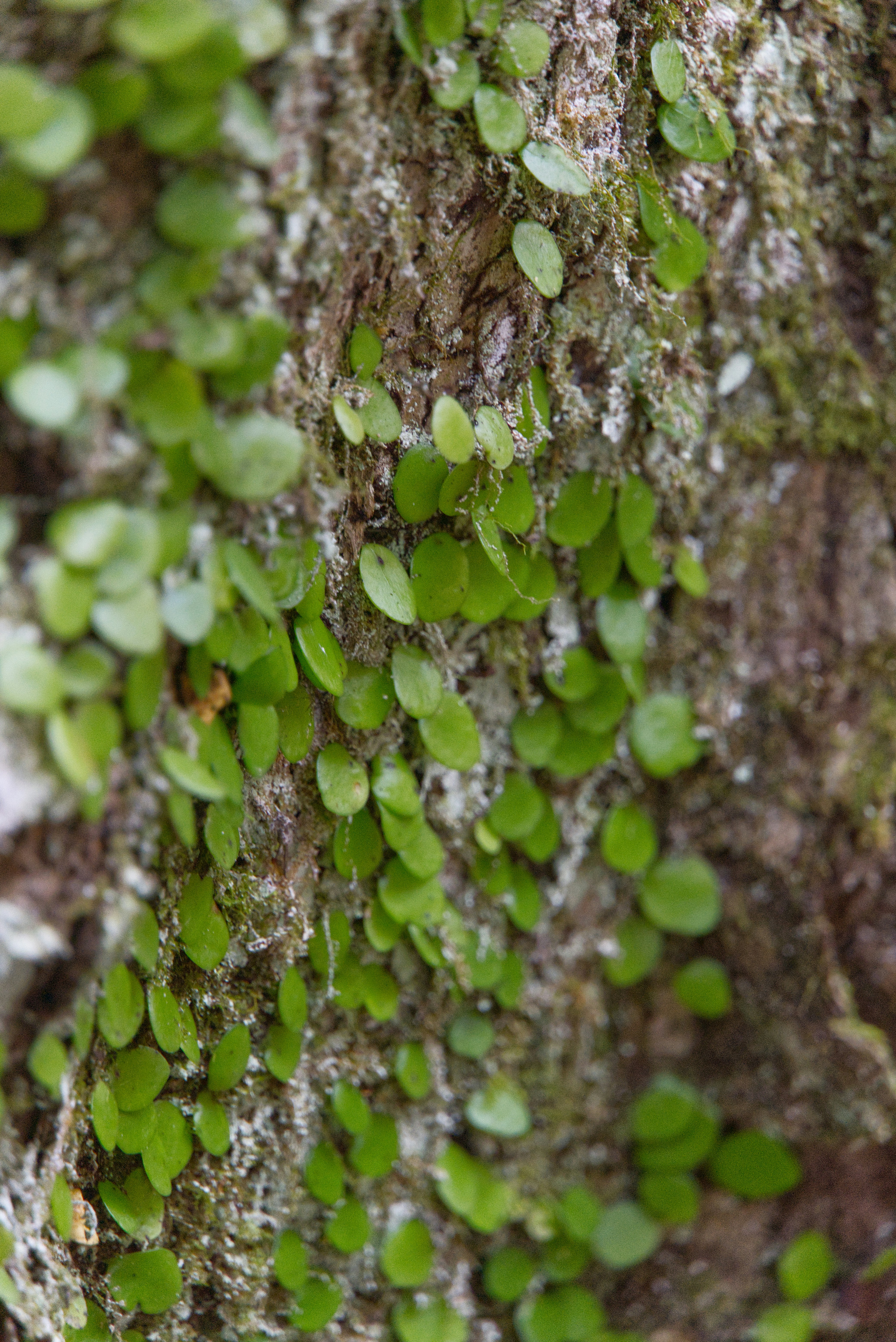 Pequeñas hojas verdes creciendo sobre la corteza de un árbol