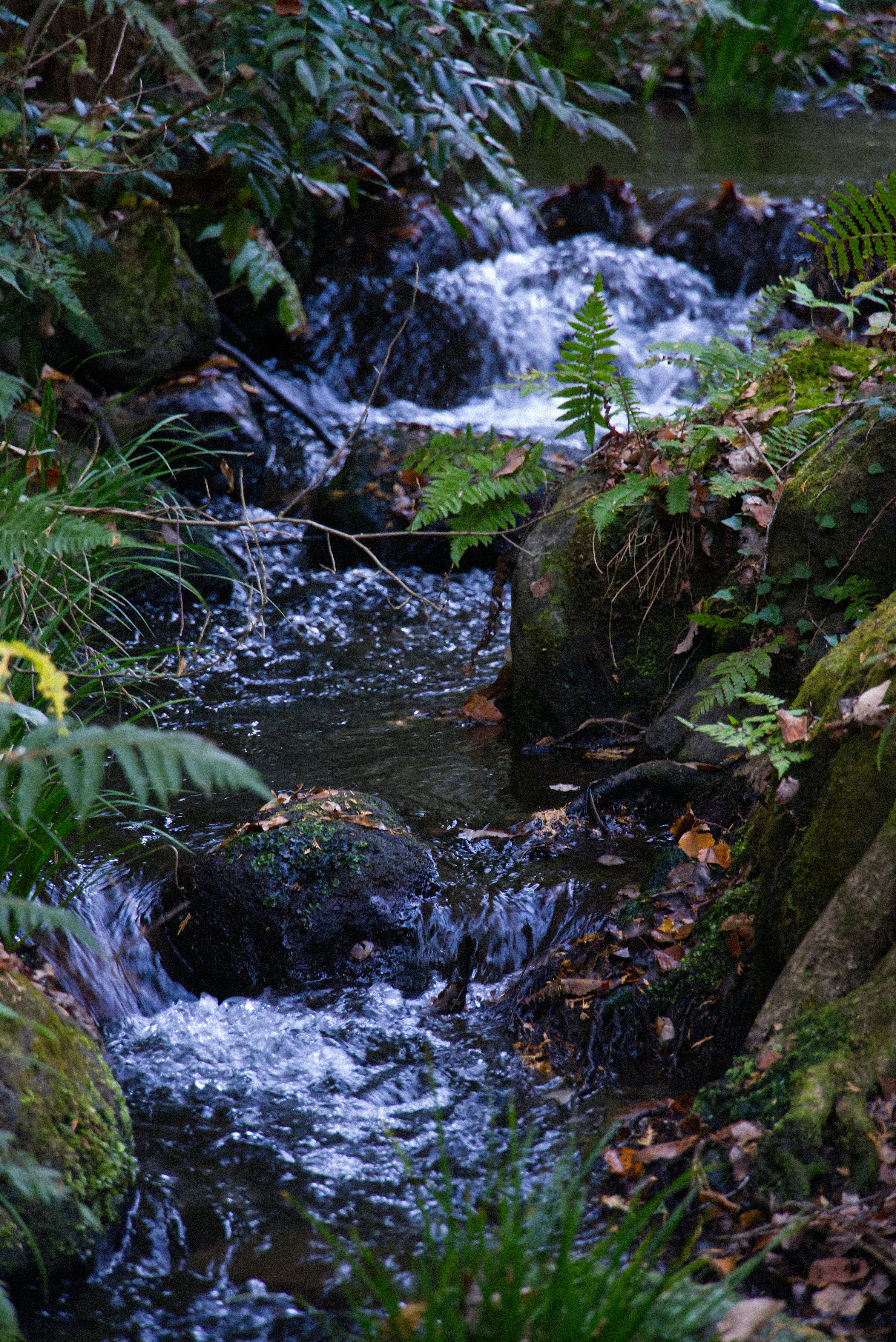 Un pequeño arroyo atraviesa un bosque rocoso y cubierto de musgo.