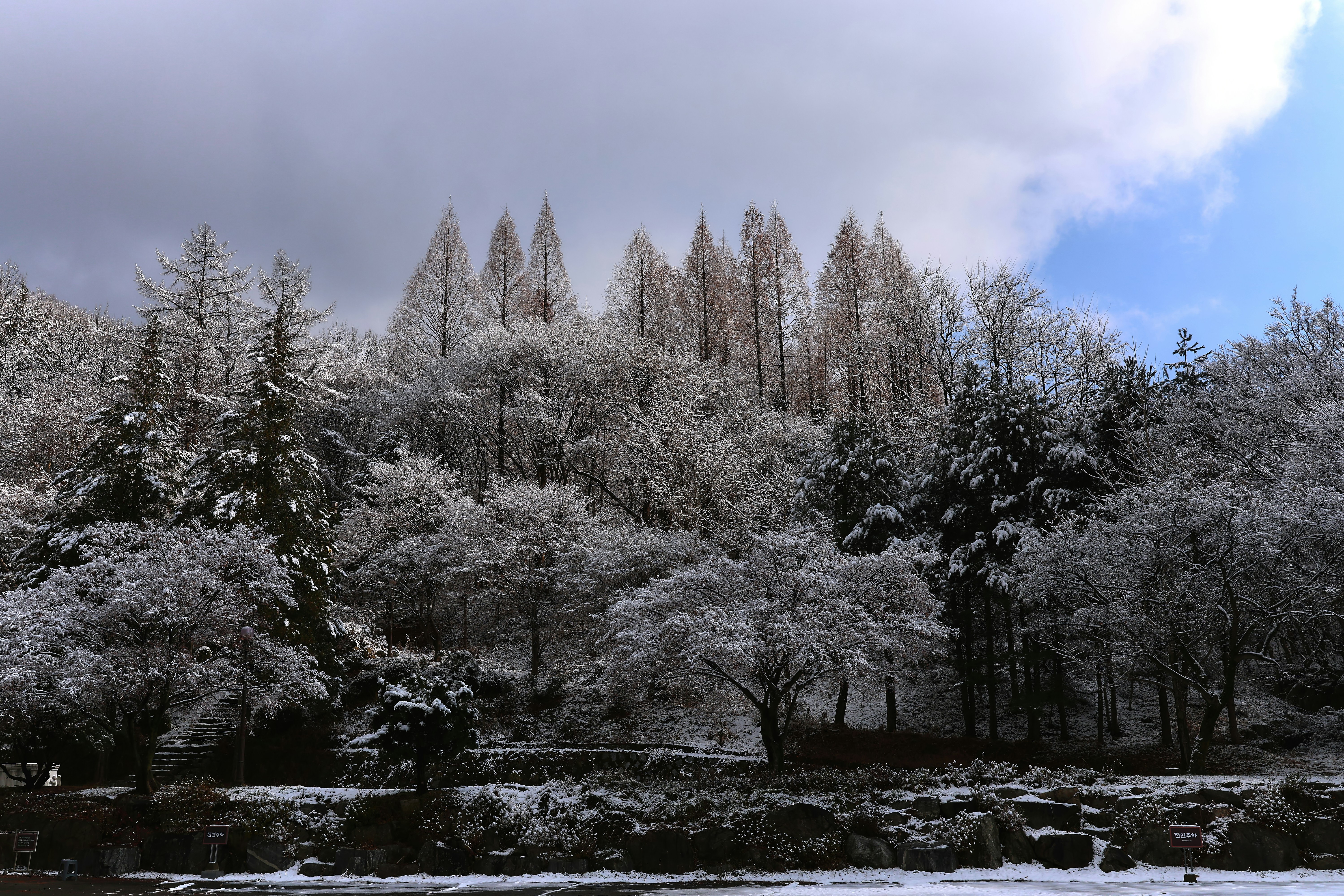 Snow-covered trees in a forest with a cloudy sky
