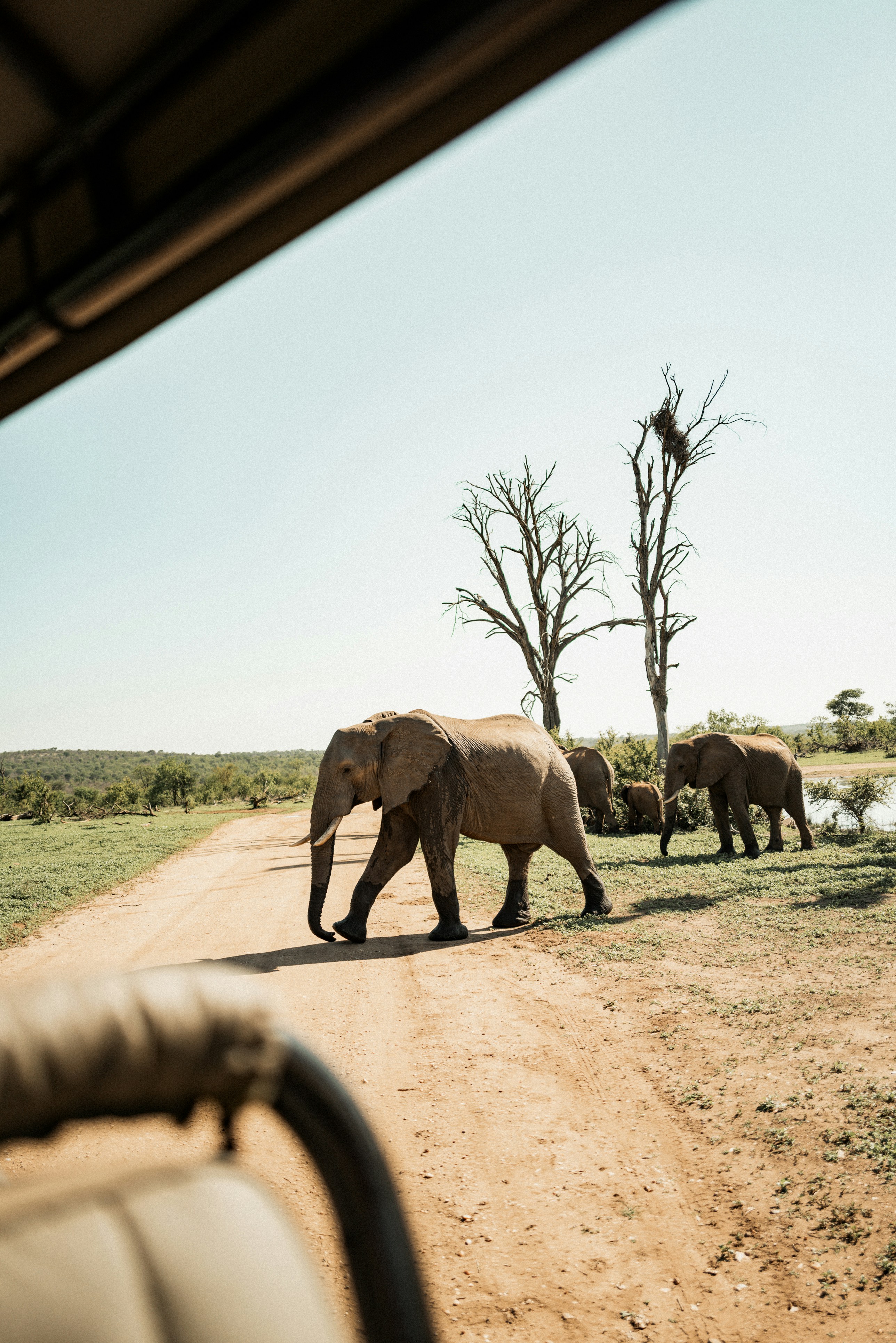 Elephants crossing a dirt road on safari