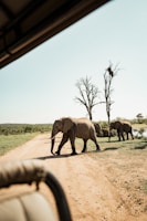 Elephants crossing a dirt road on safari