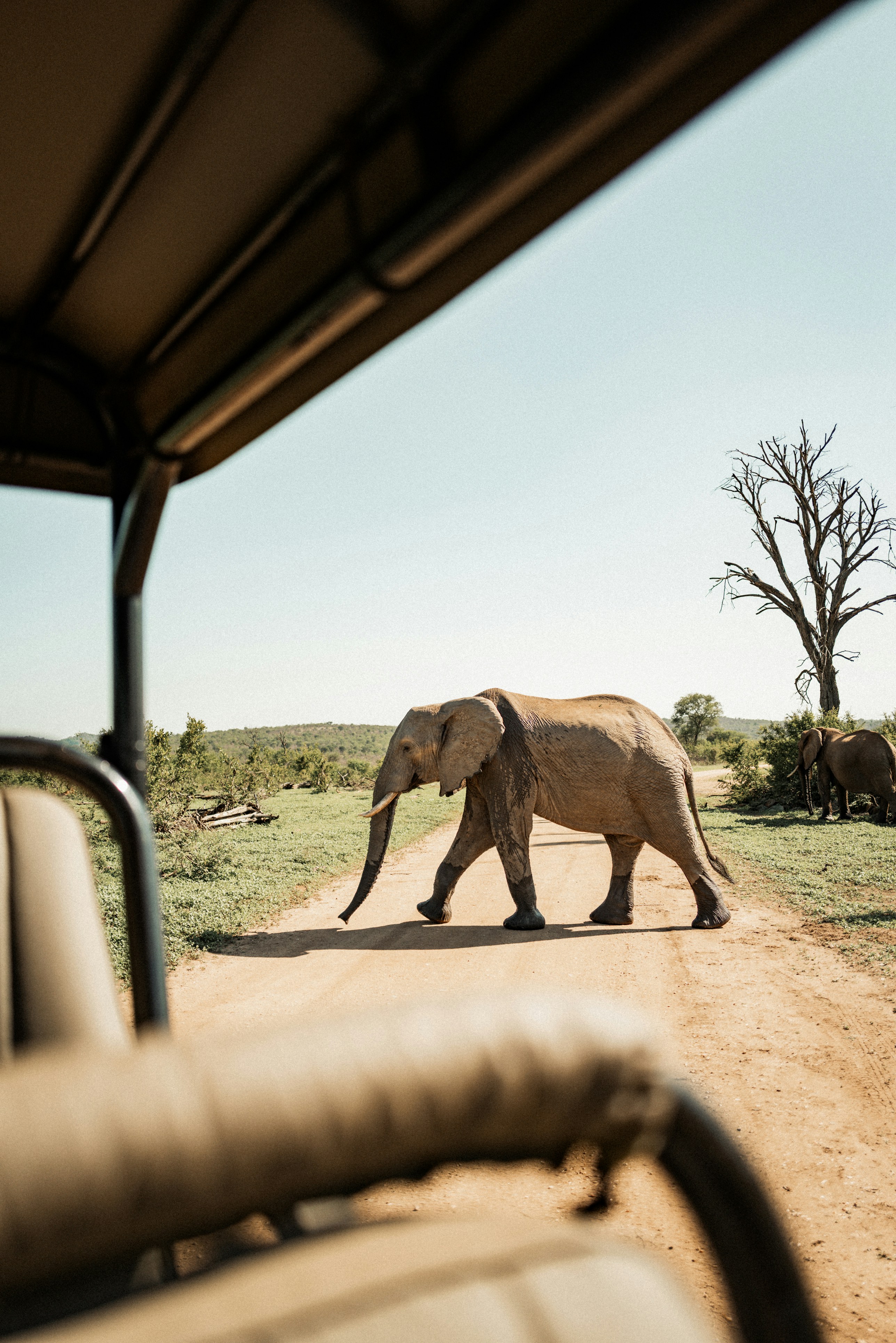 Elephant crossing a dirt road on safari