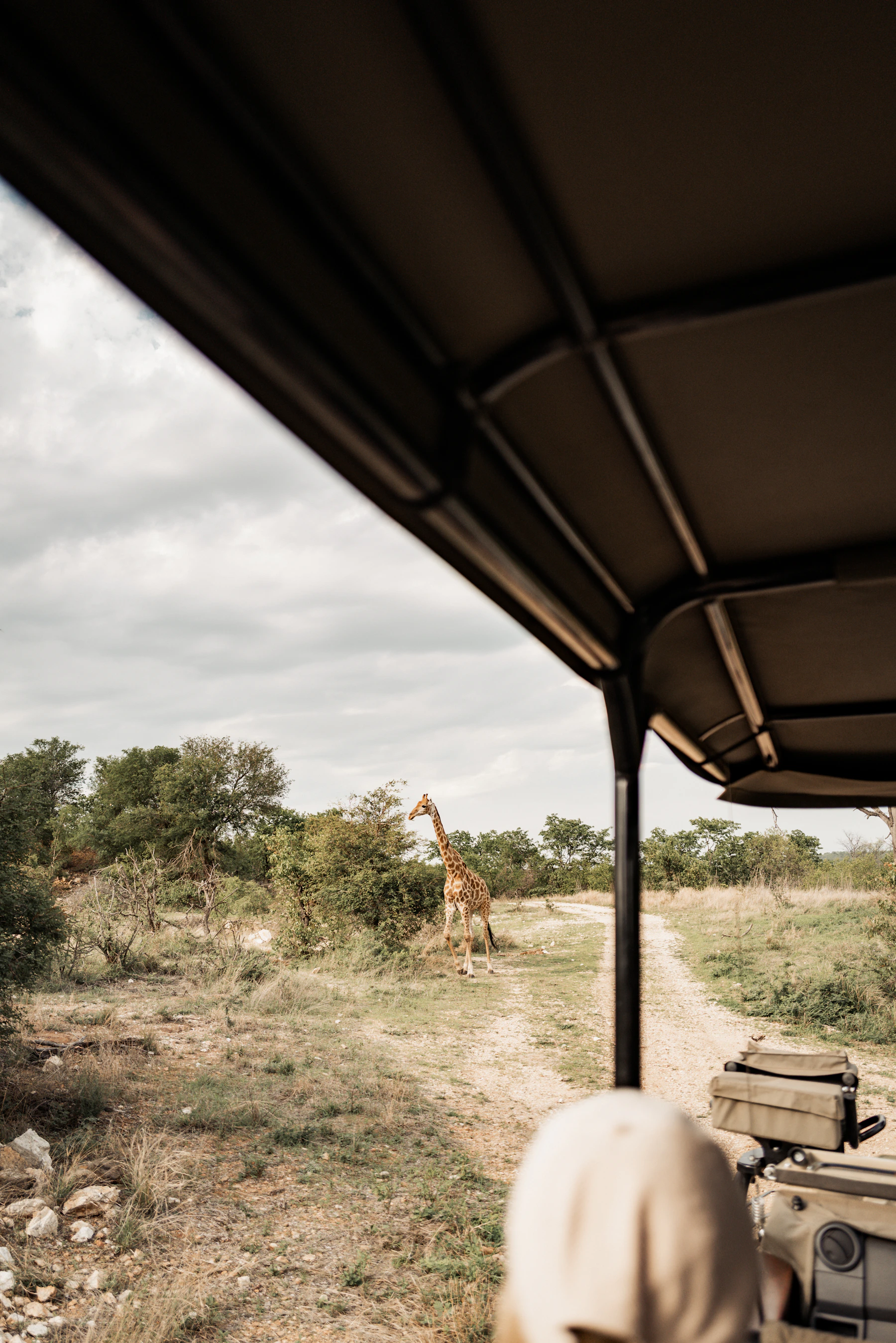 Guests encounter a giraffe from an open safari vehicle in Kruger National Park