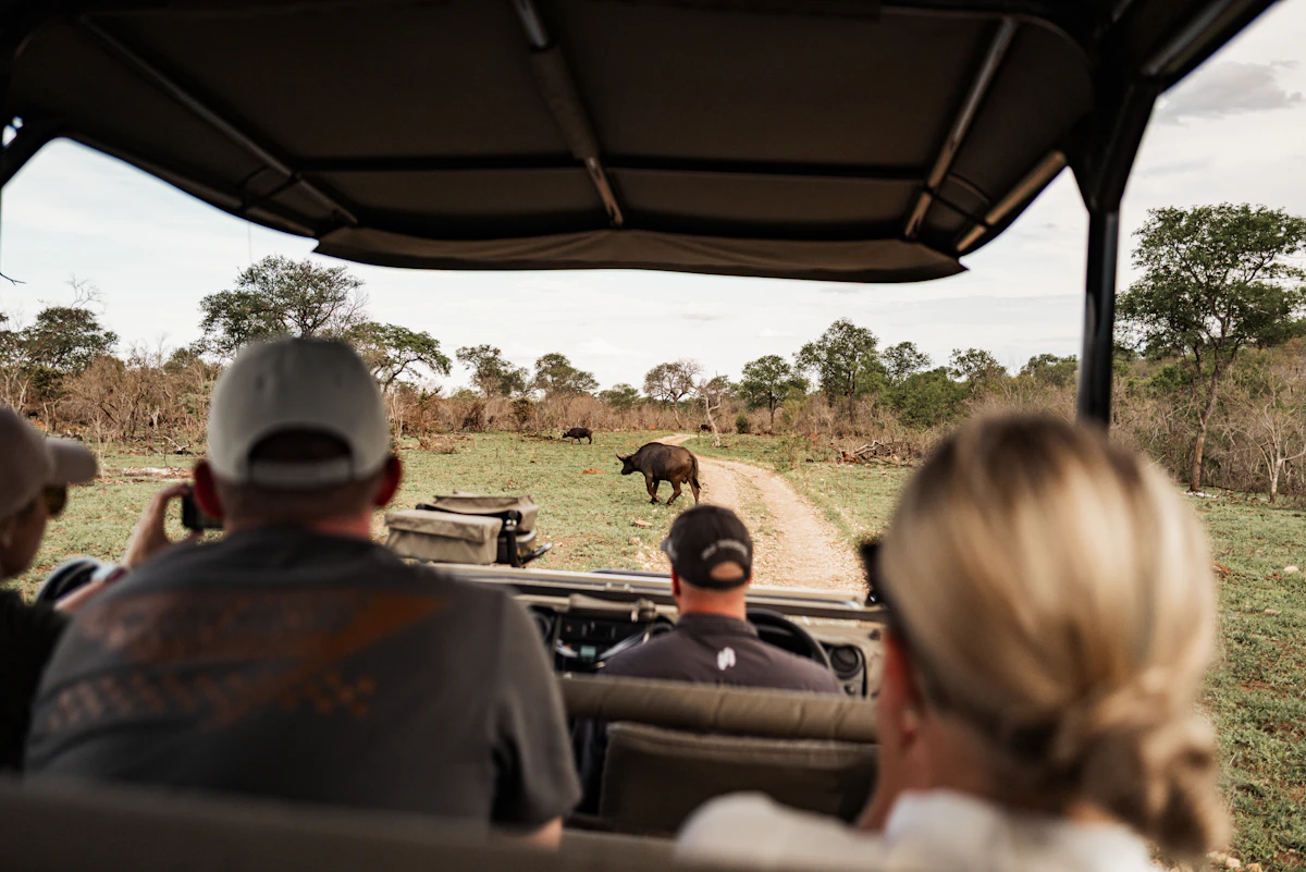 Travellers in an open safari vehicle watching a buffalo on the dirt track ahead