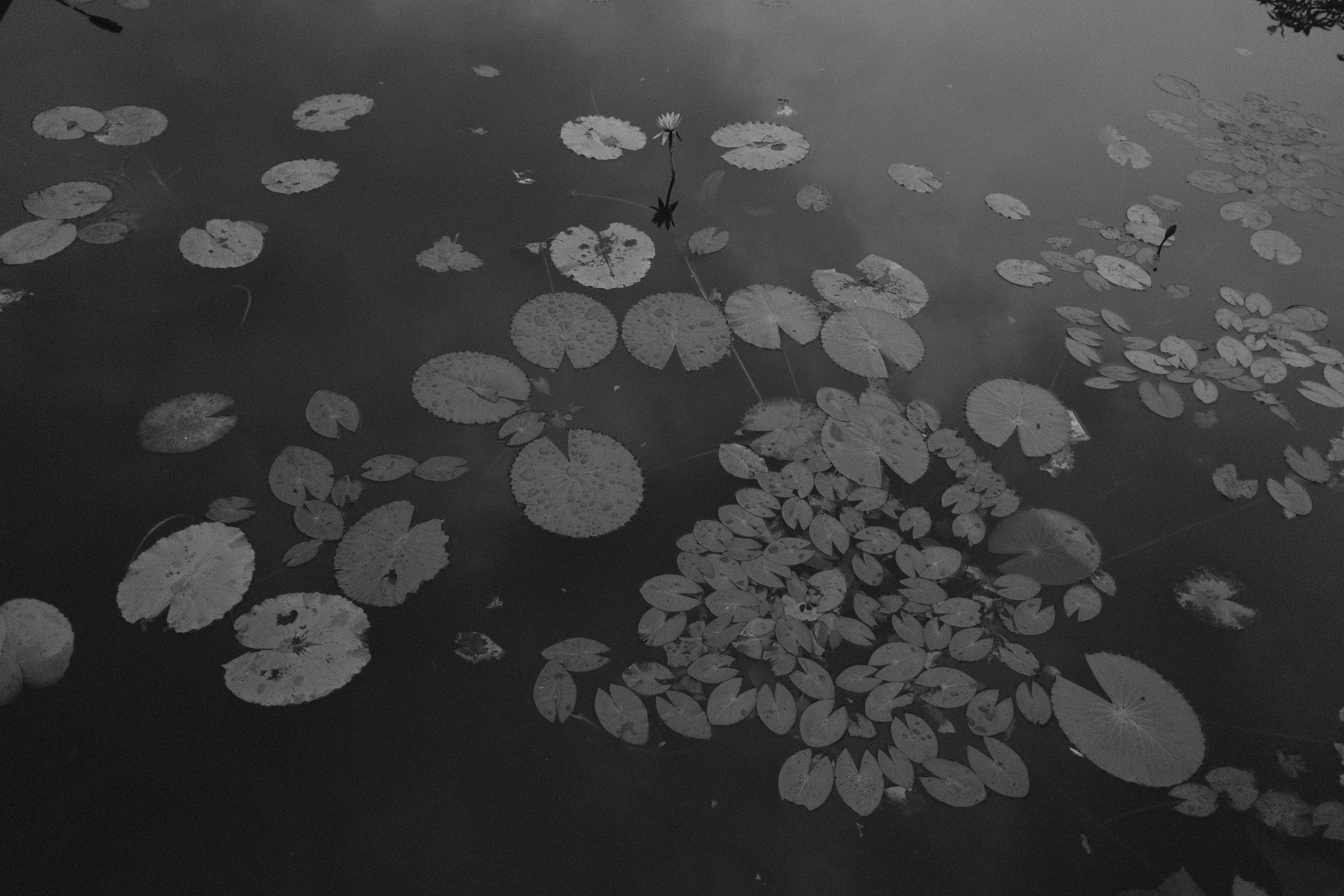 Photo by hoianphotographer