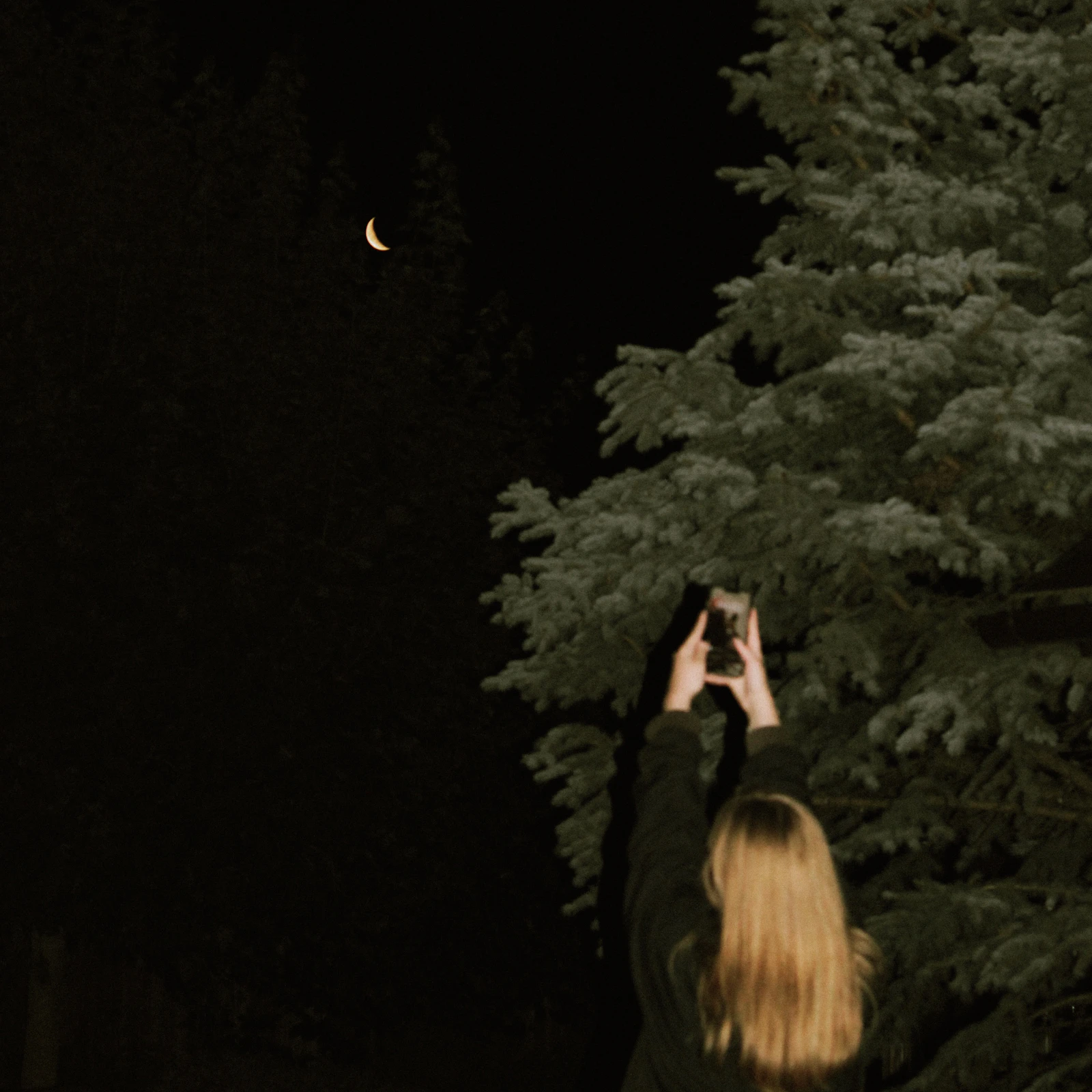 Hands holding a phone up to photograph the night sky and a crescent moon above snow-covered spruce