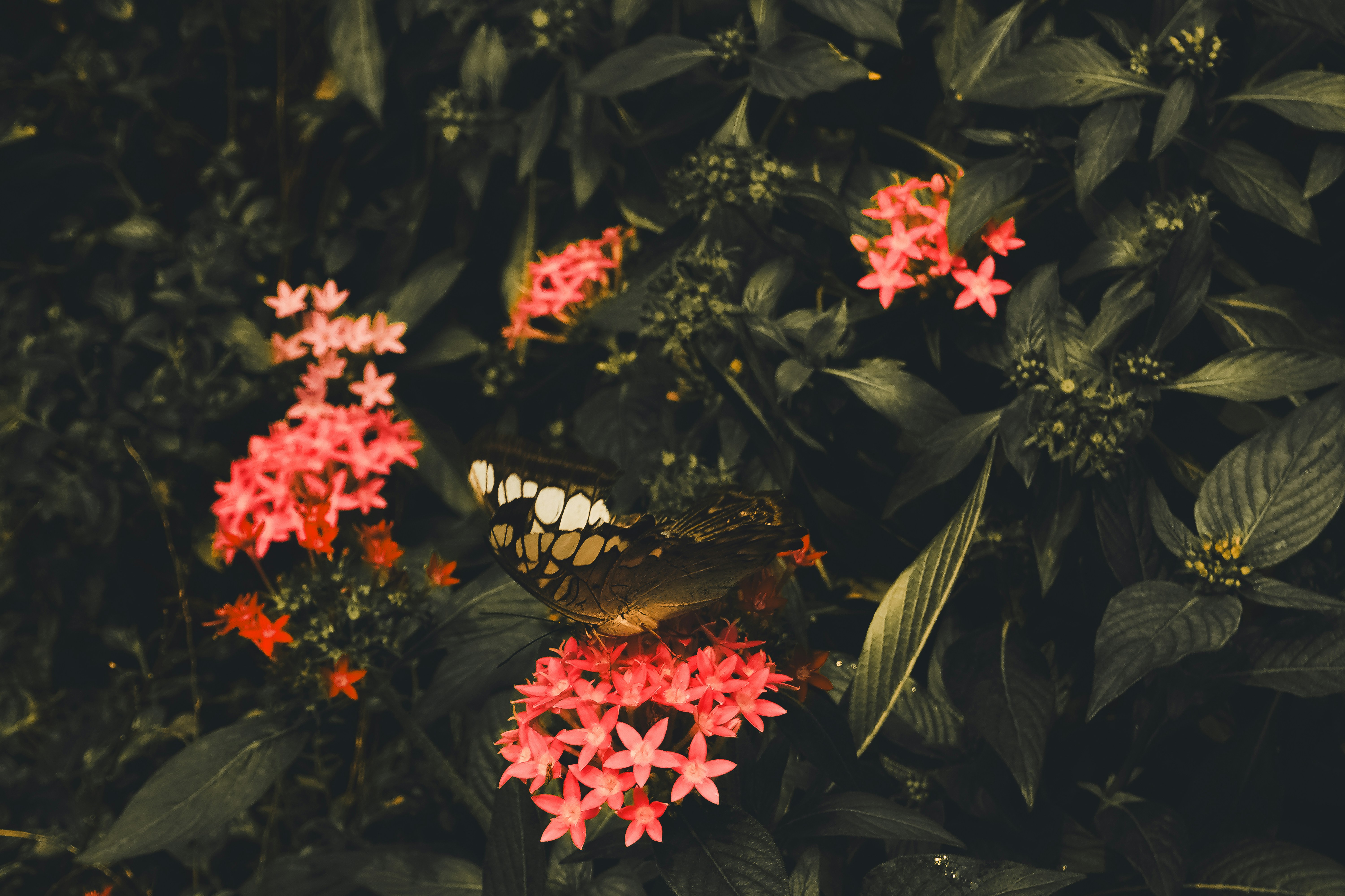 A butterfly rests on pink flowers amidst dark foliage.