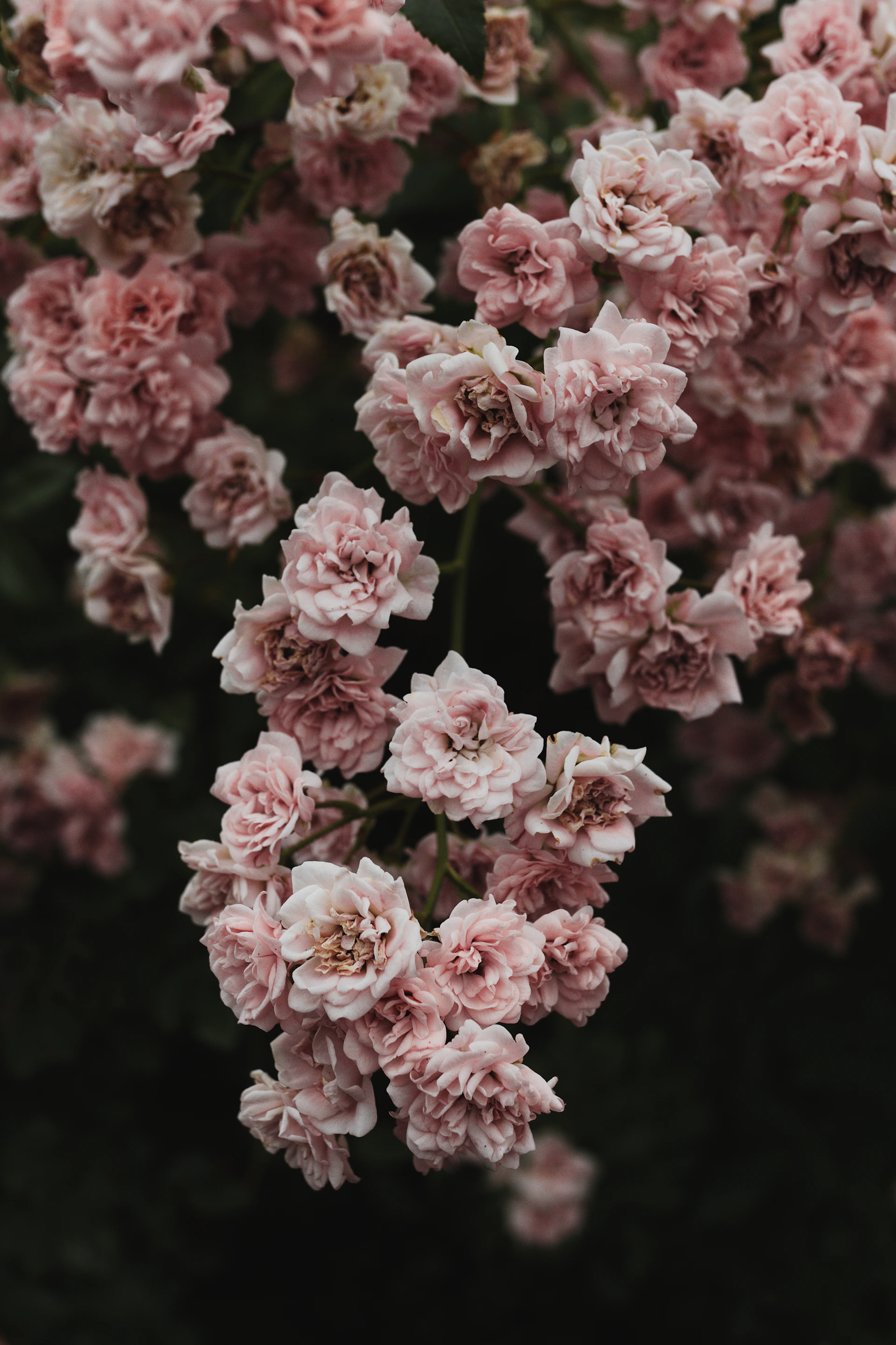Delicate pink roses bloom against a dark background.