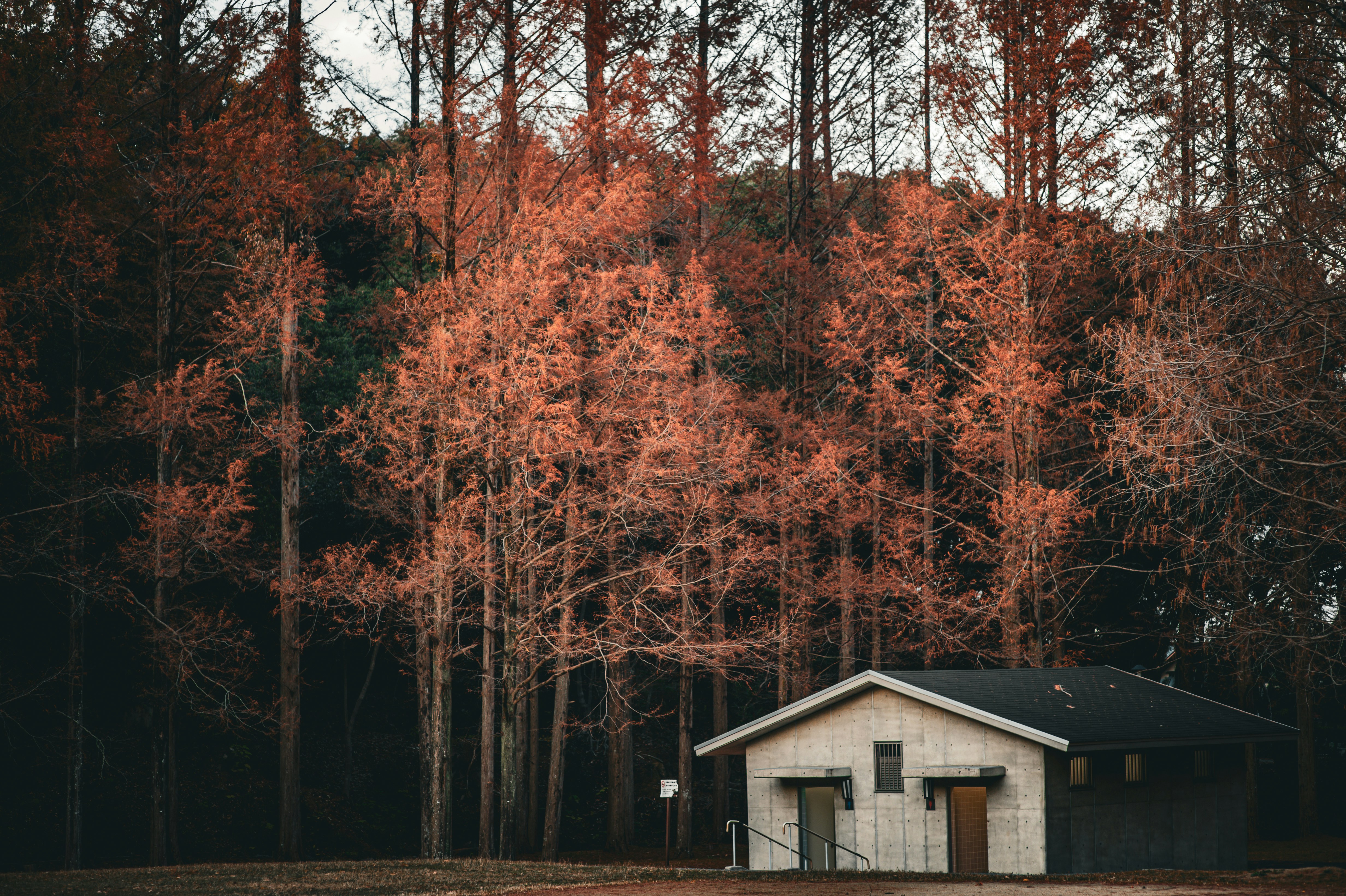 Small house nestled amongst autumn trees