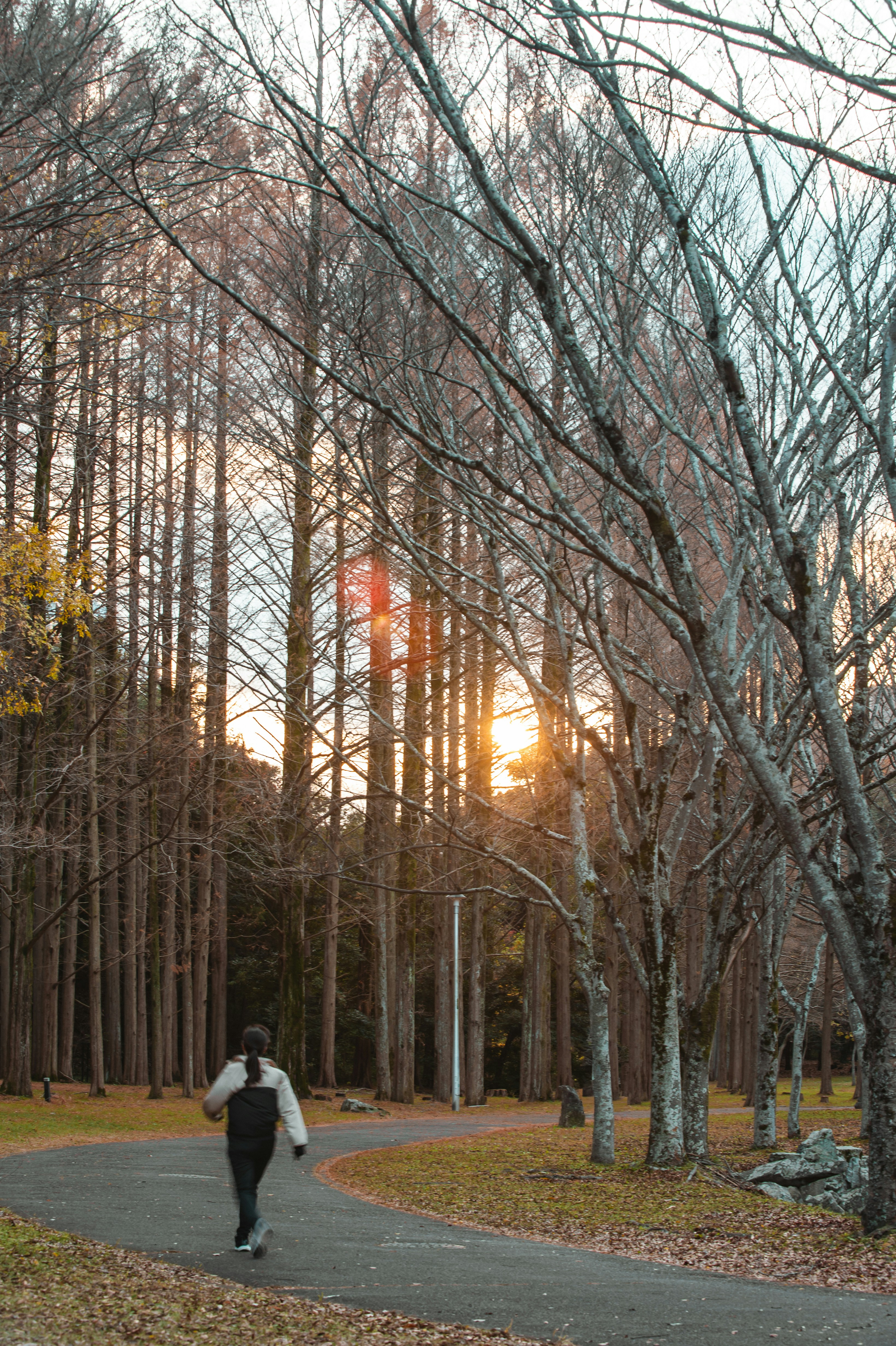 Person walking on a path through tall trees at sunset.