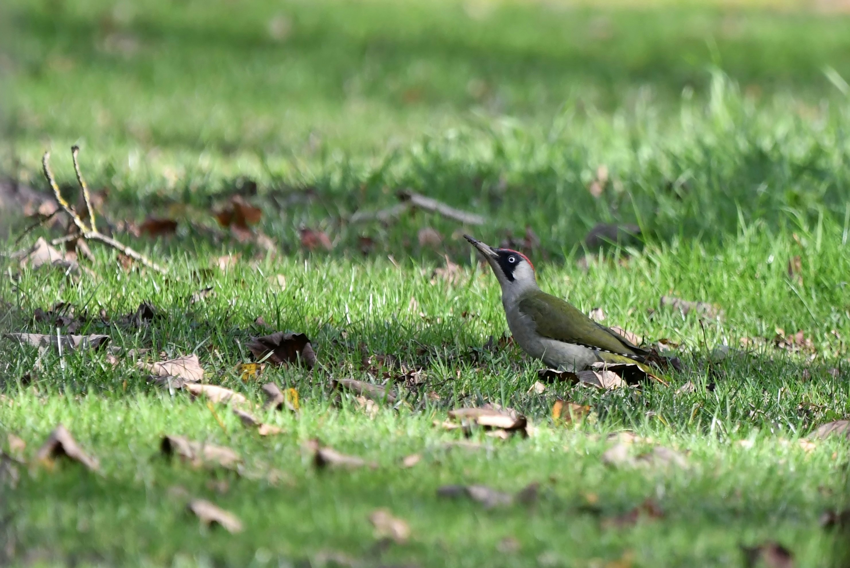 Photo by geraldine86170