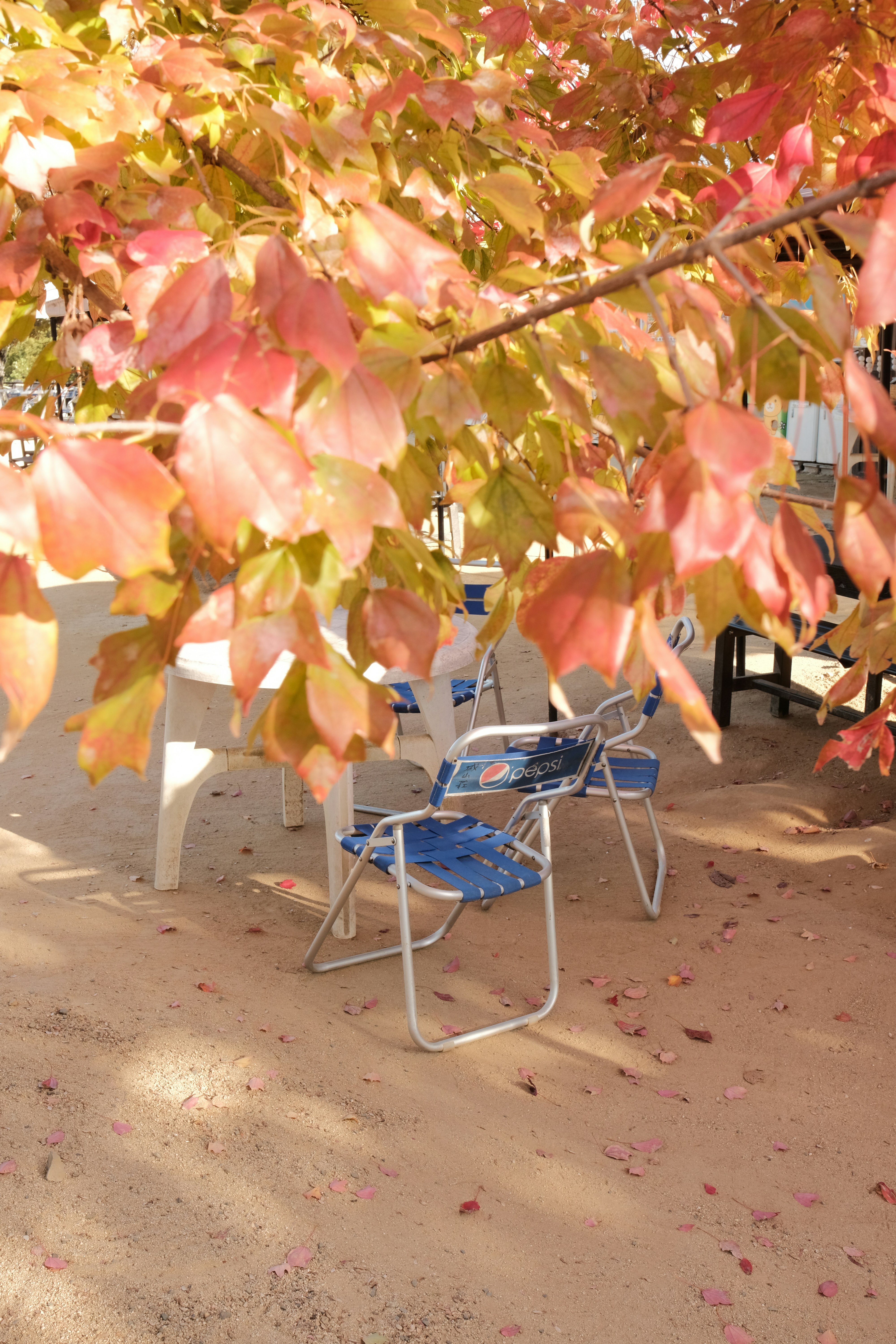 Chairs under autumn leaves on a patio