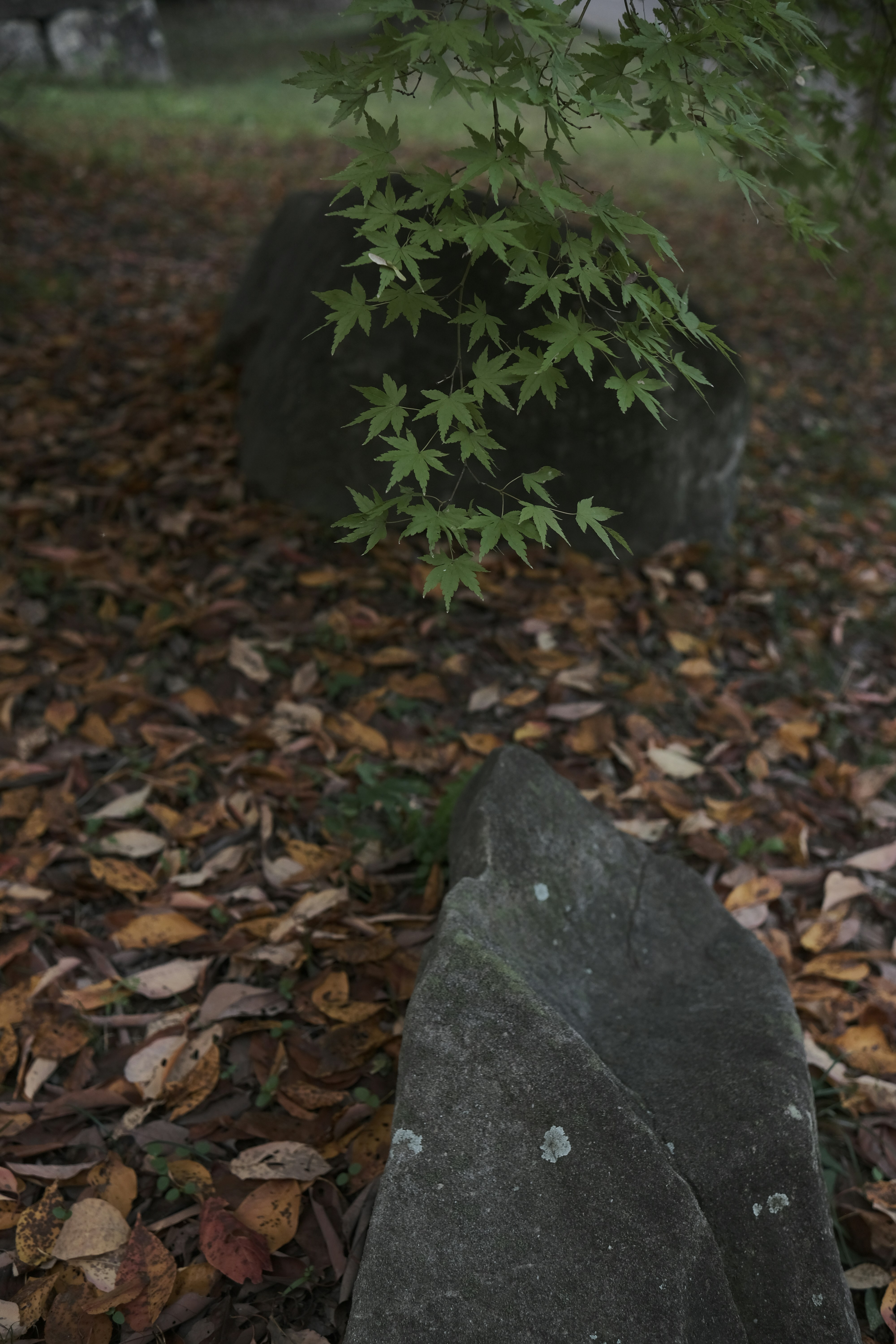 Two rocks surrounded by fallen autumn leaves