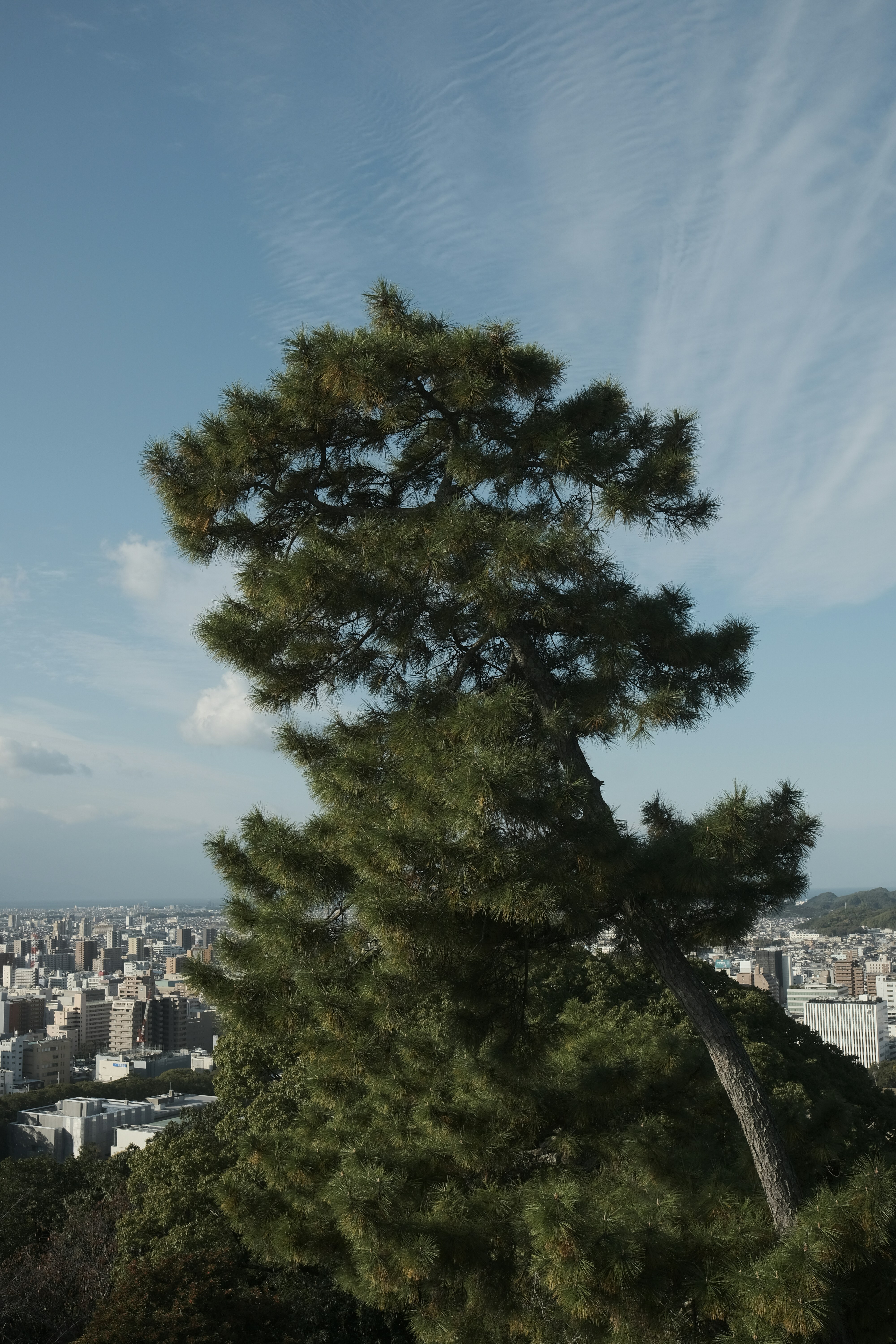 Pine tree overlooks a sprawling city skyline
