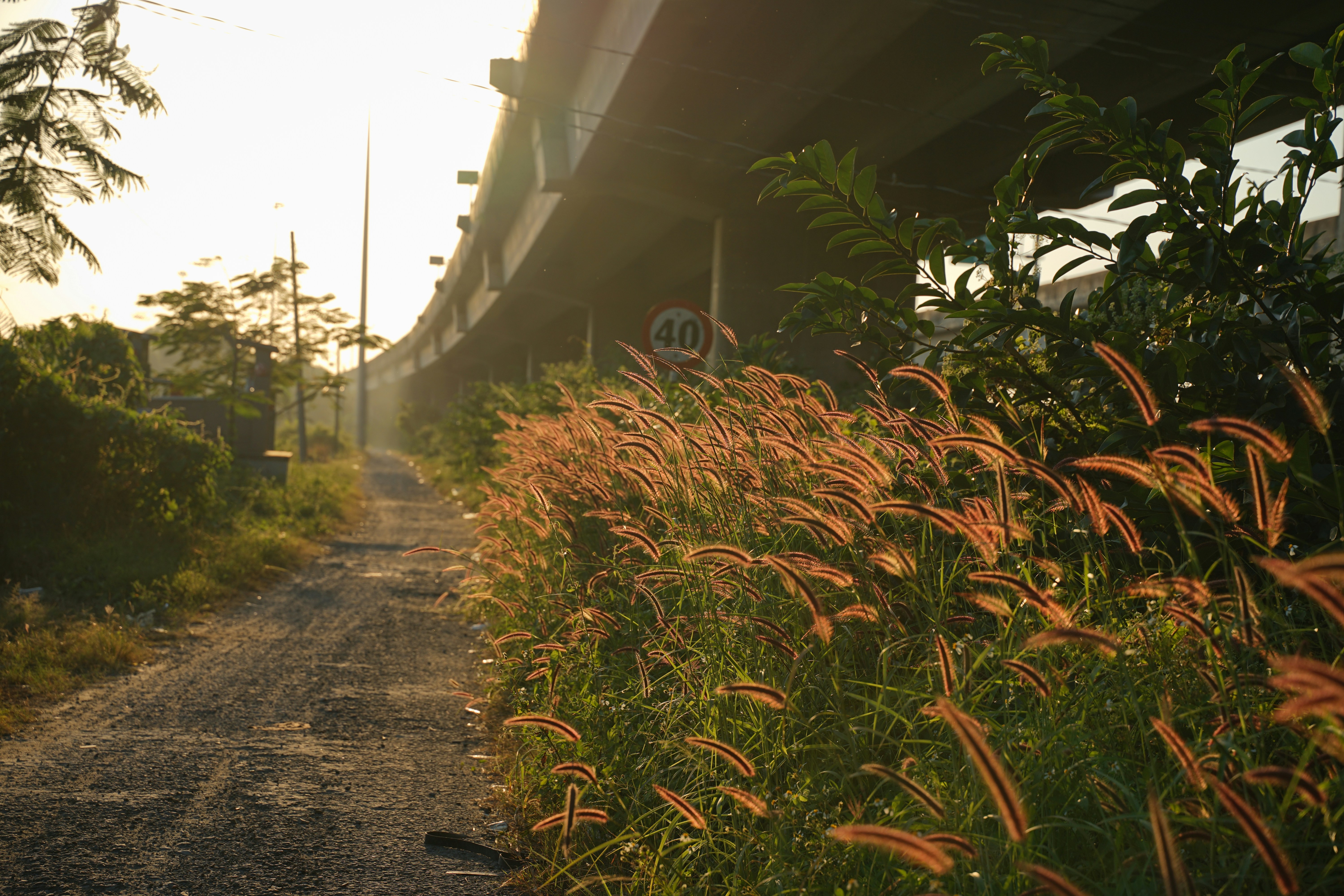 Grassy path under a highway overpass at sunrise.