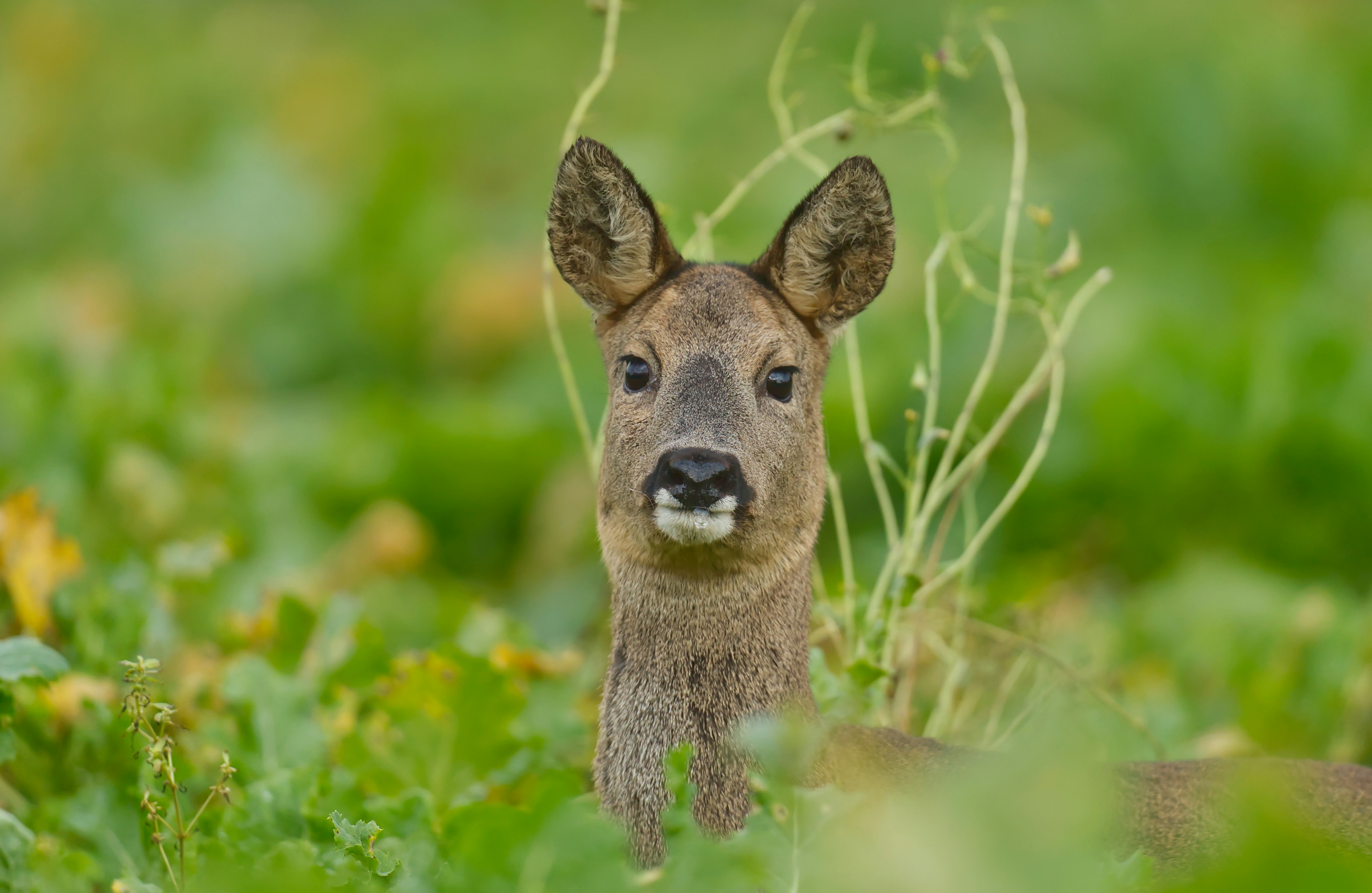 Ein junges Reh, das durch grünes Laub lugt
