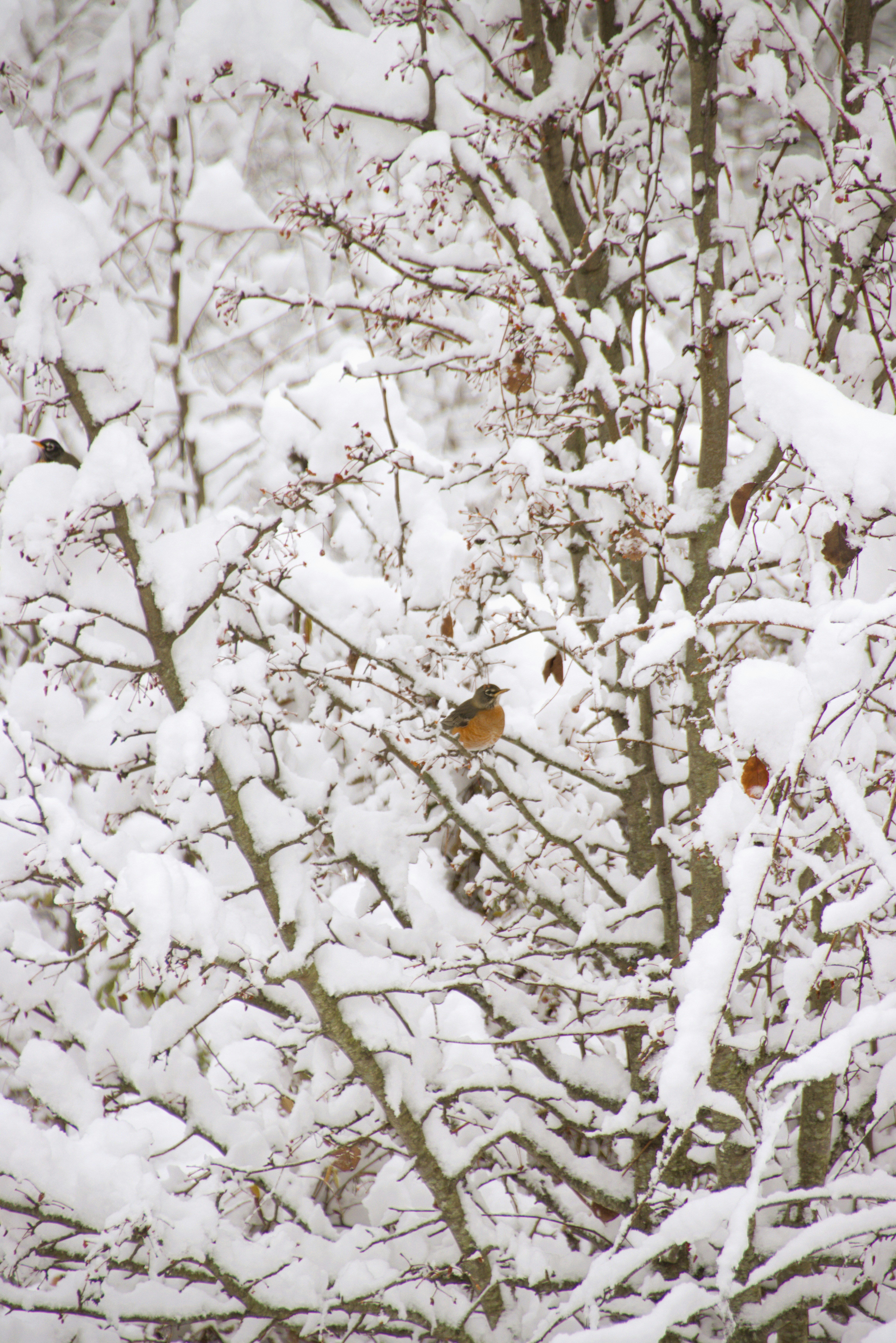 Photo by akshatjisme