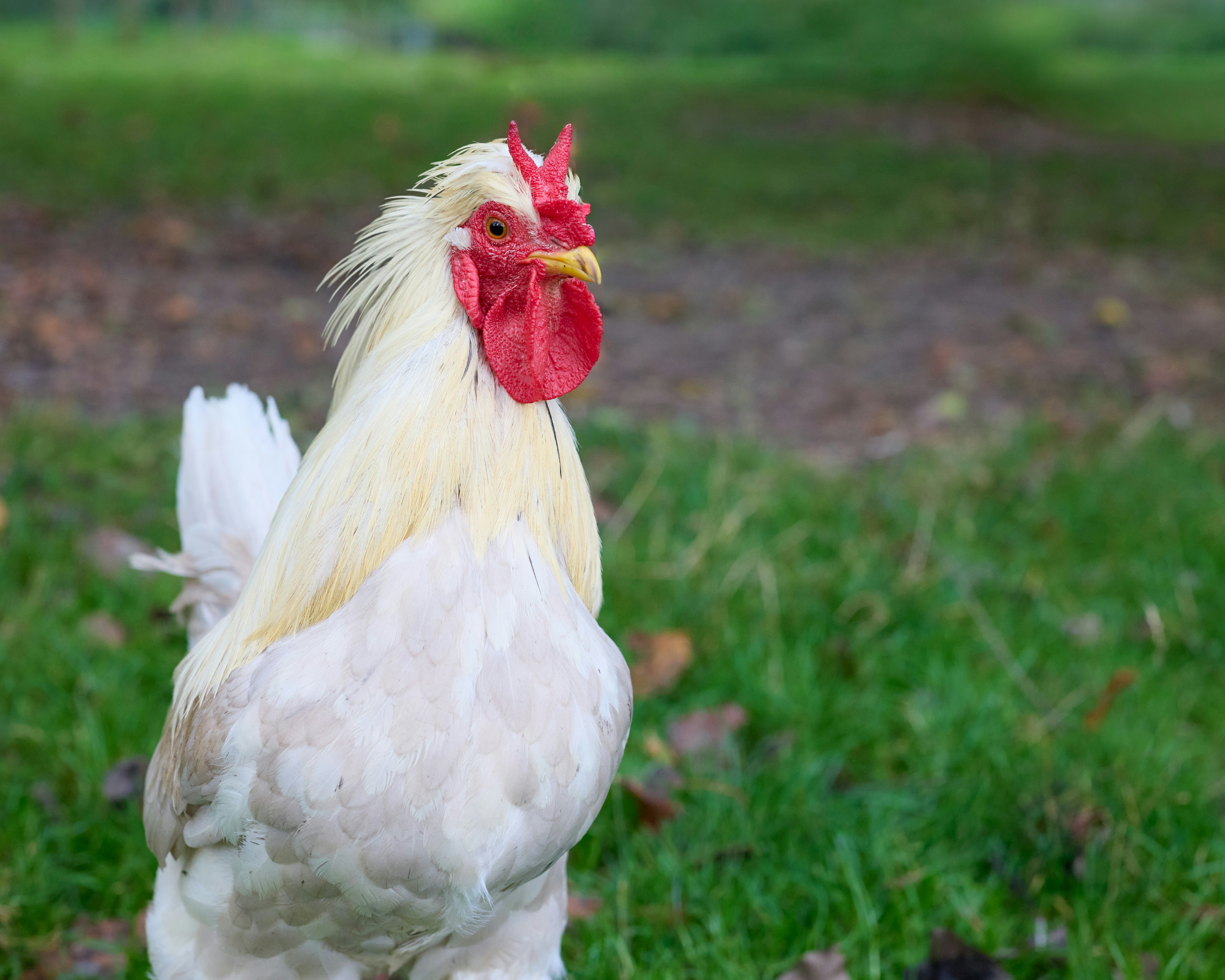 Photo by erwinbosman