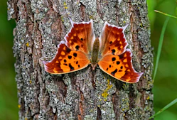 Orange butterfly with black spots on bark