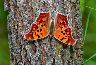 Orange butterfly with black spots on bark
