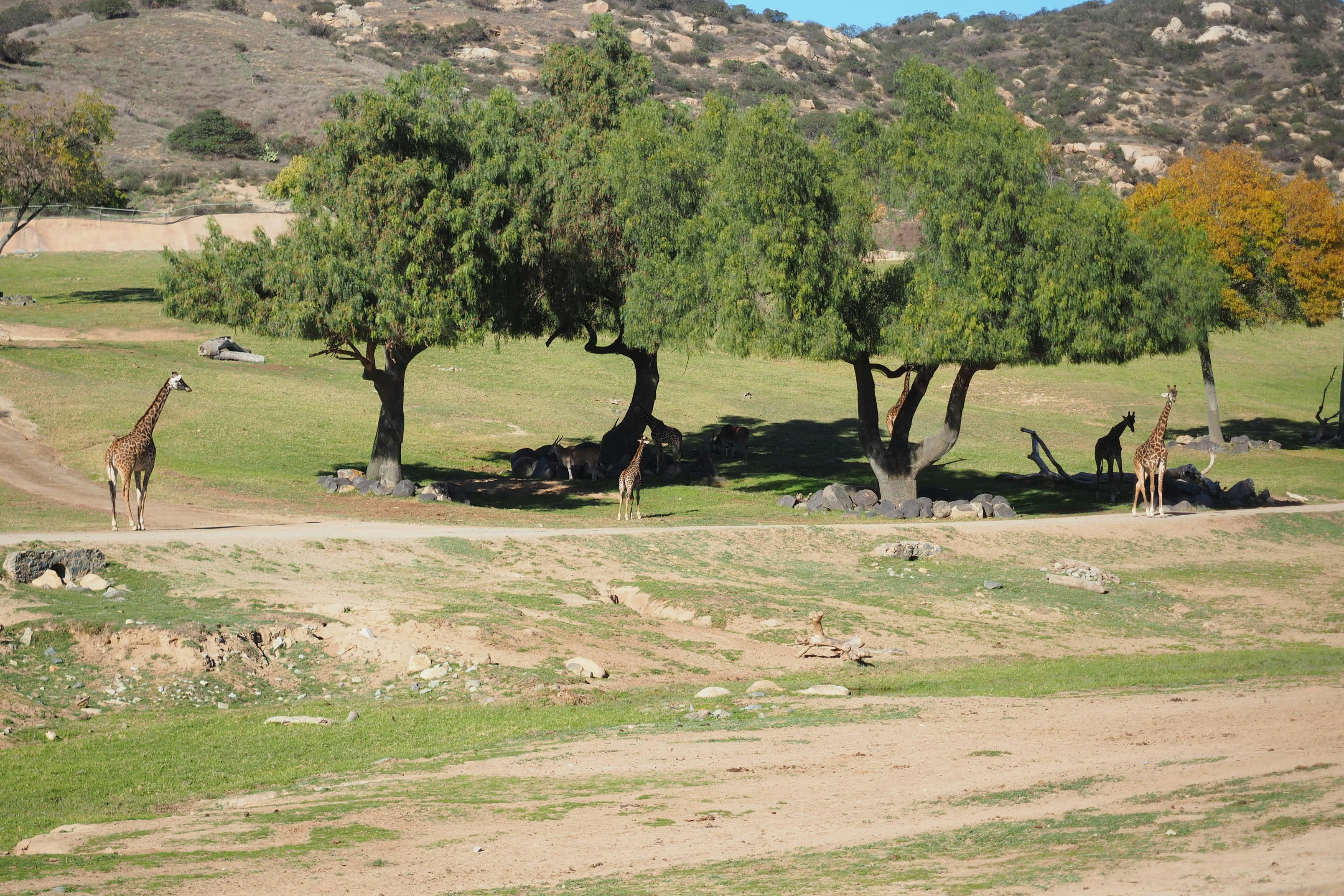 Ranchos Aspen Park