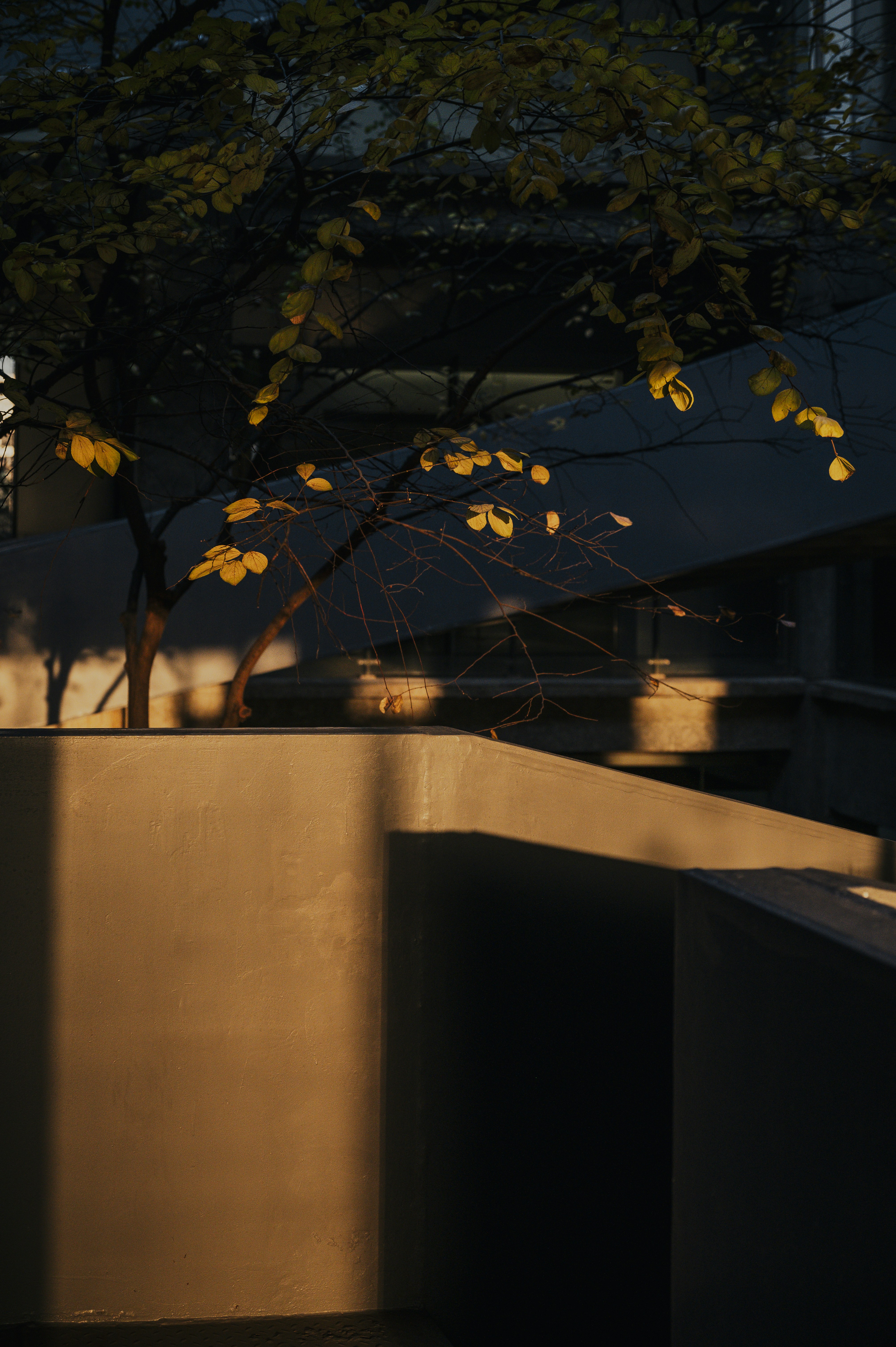 Tree branches with yellow leaves in golden hour light.