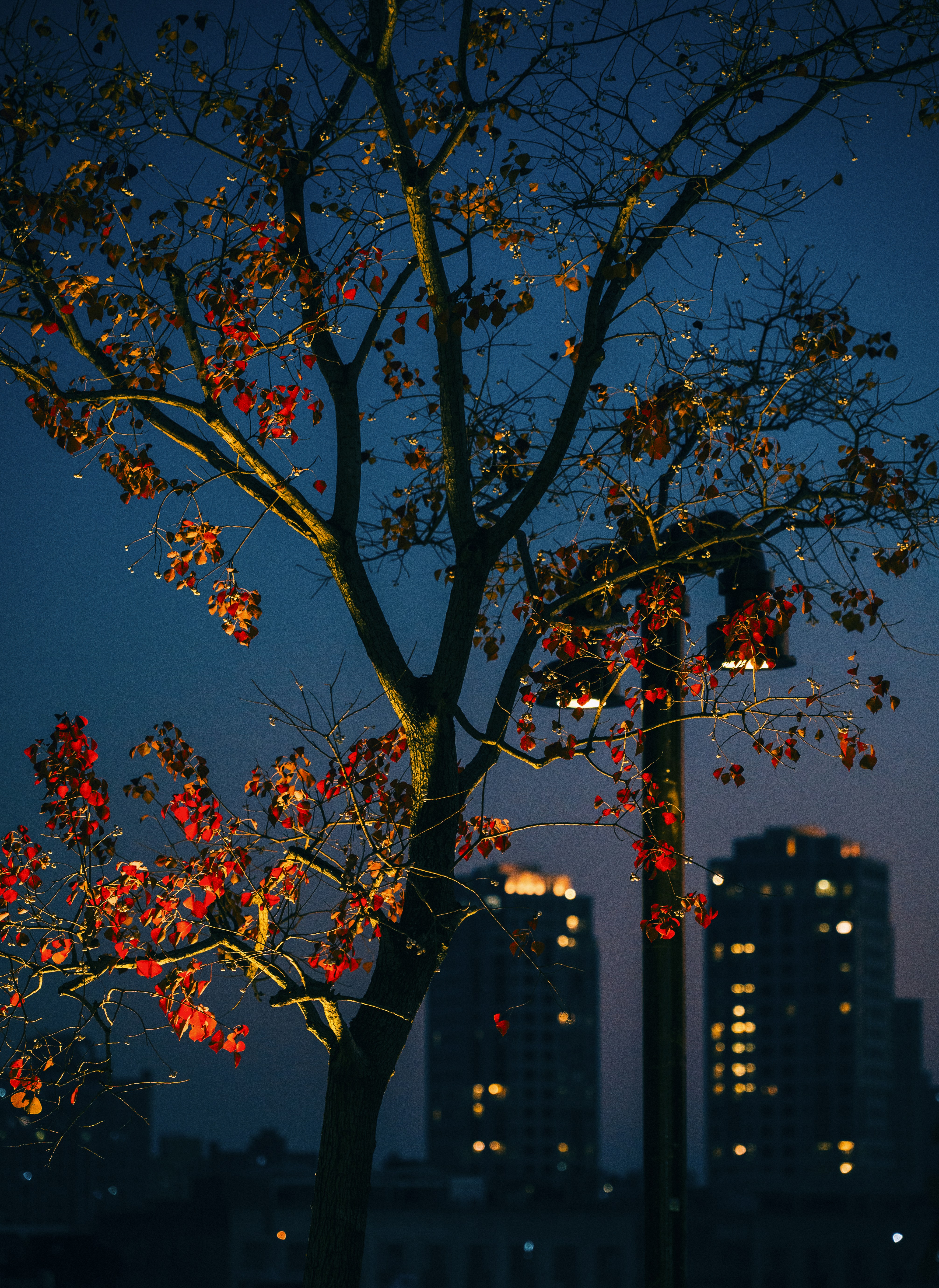 Tree with illuminated leaves against city buildings at dusk