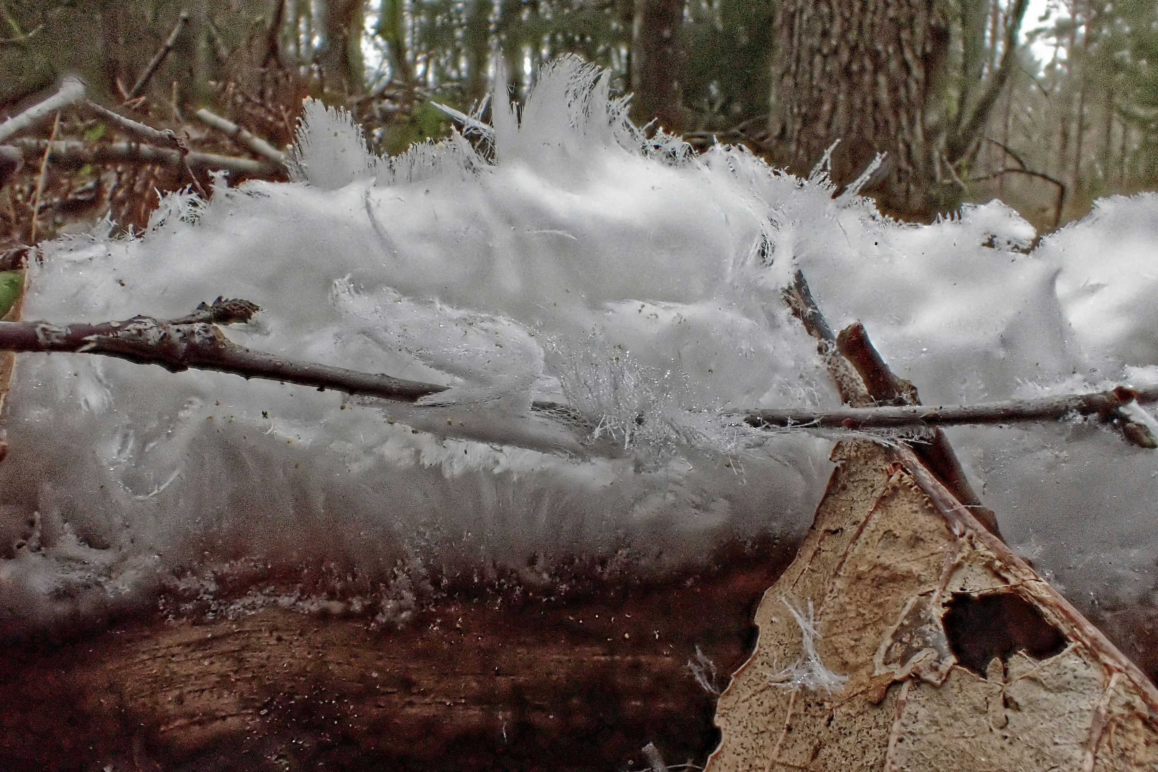 Frost feathers on a fallen log in the forest.