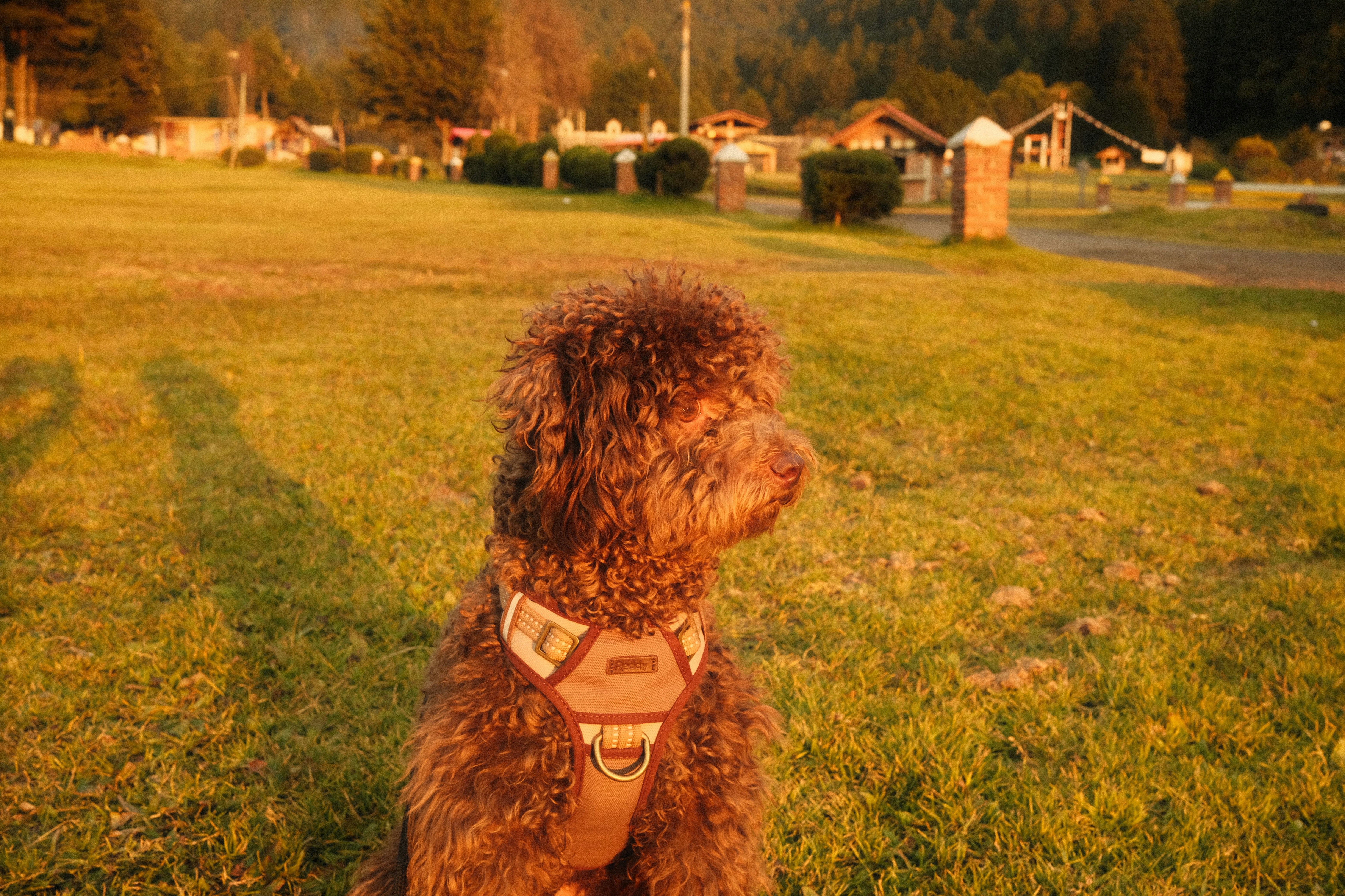 Un caniche marrón se sienta en un campo cubierto de hierba al atardecer.