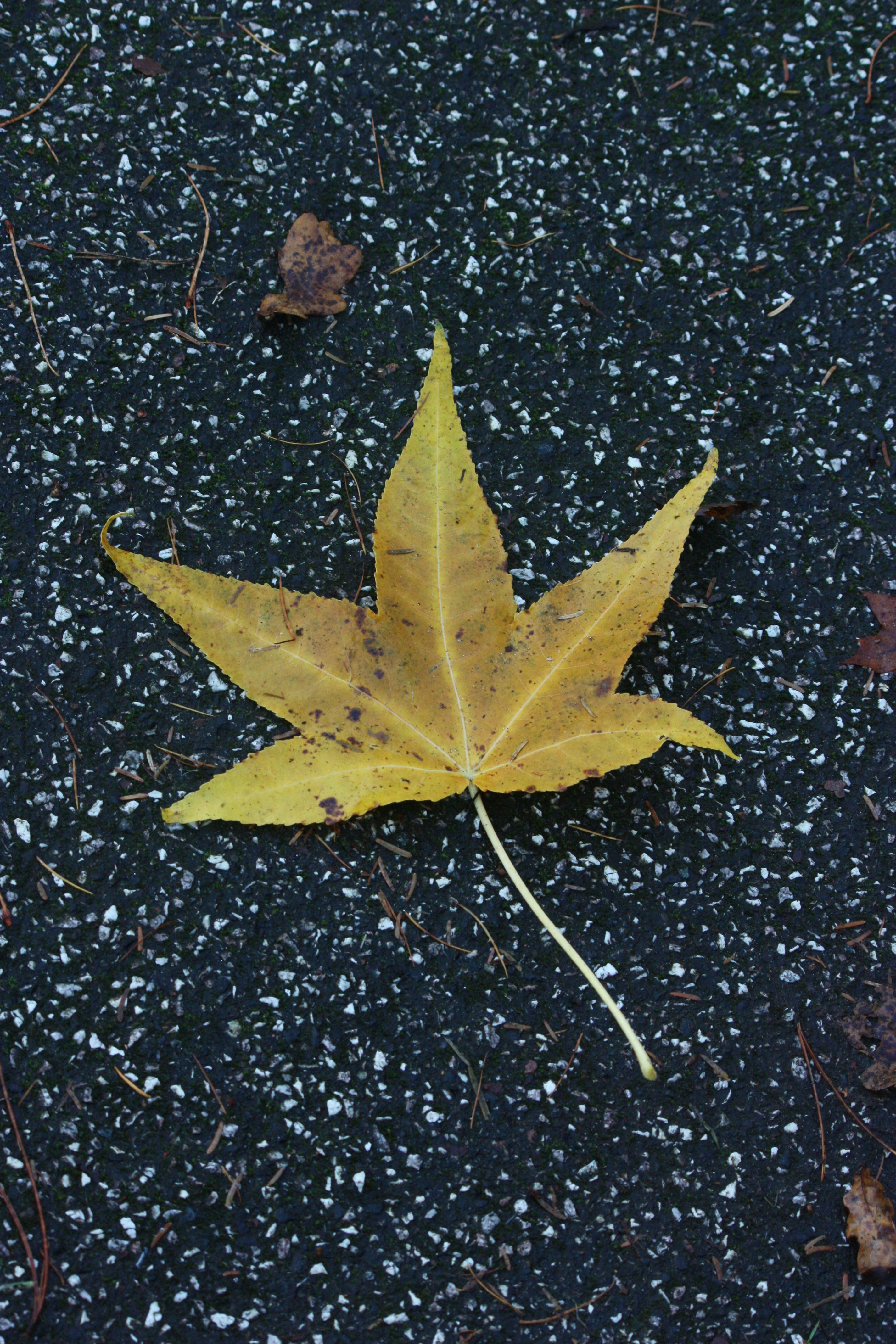 Photo by bookscorpion