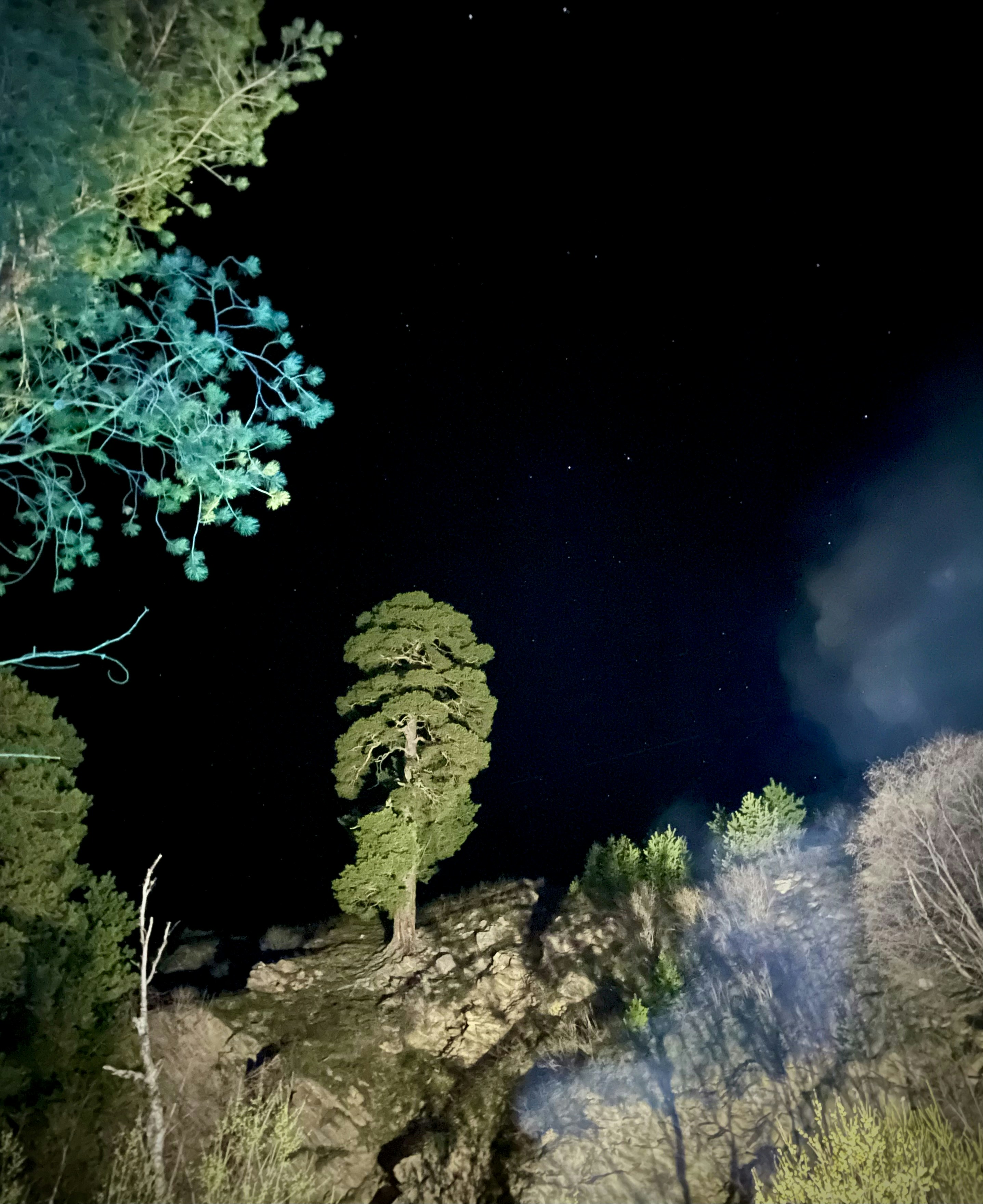 Lone pine tree on cliff under starry night sky