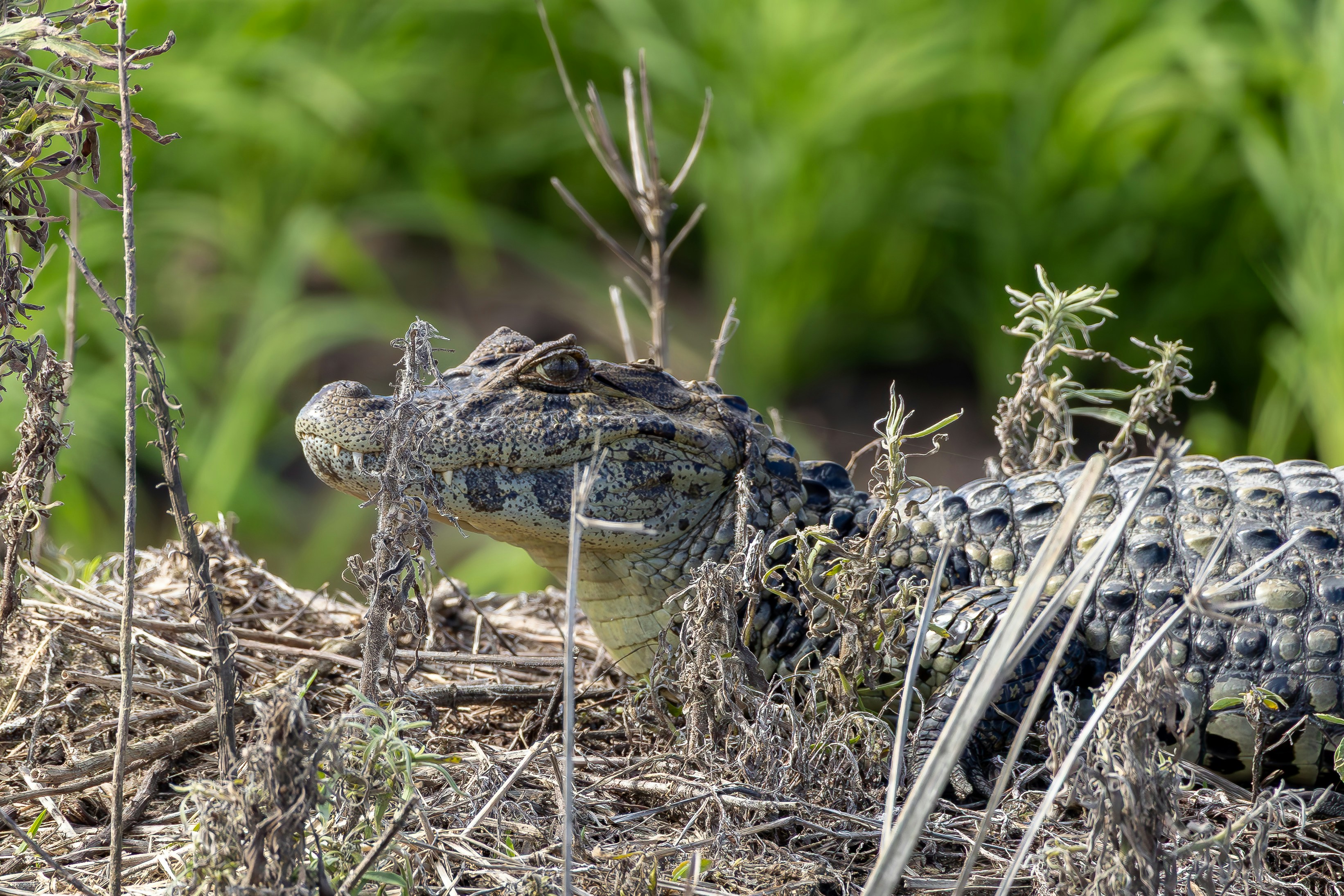 Photo by matheuskprot