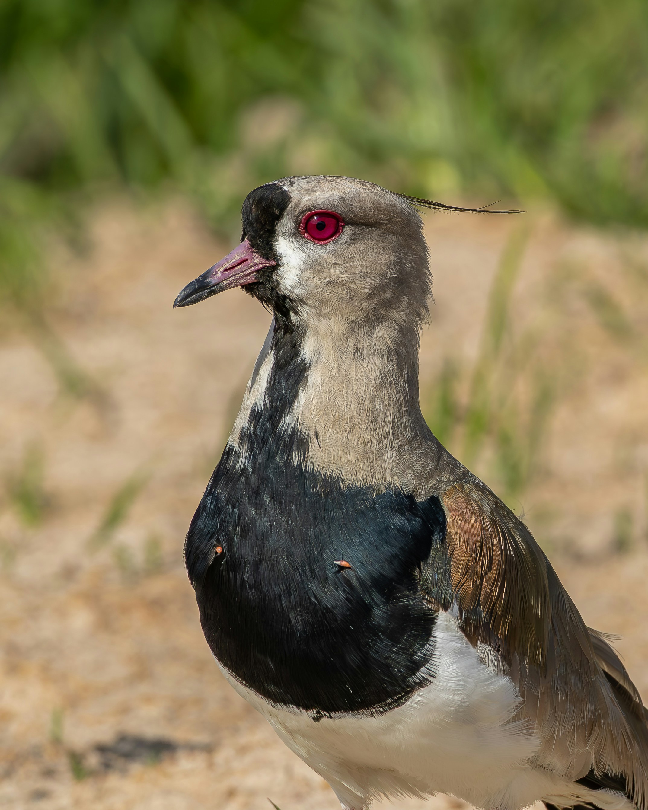 Photo by matheuskprot