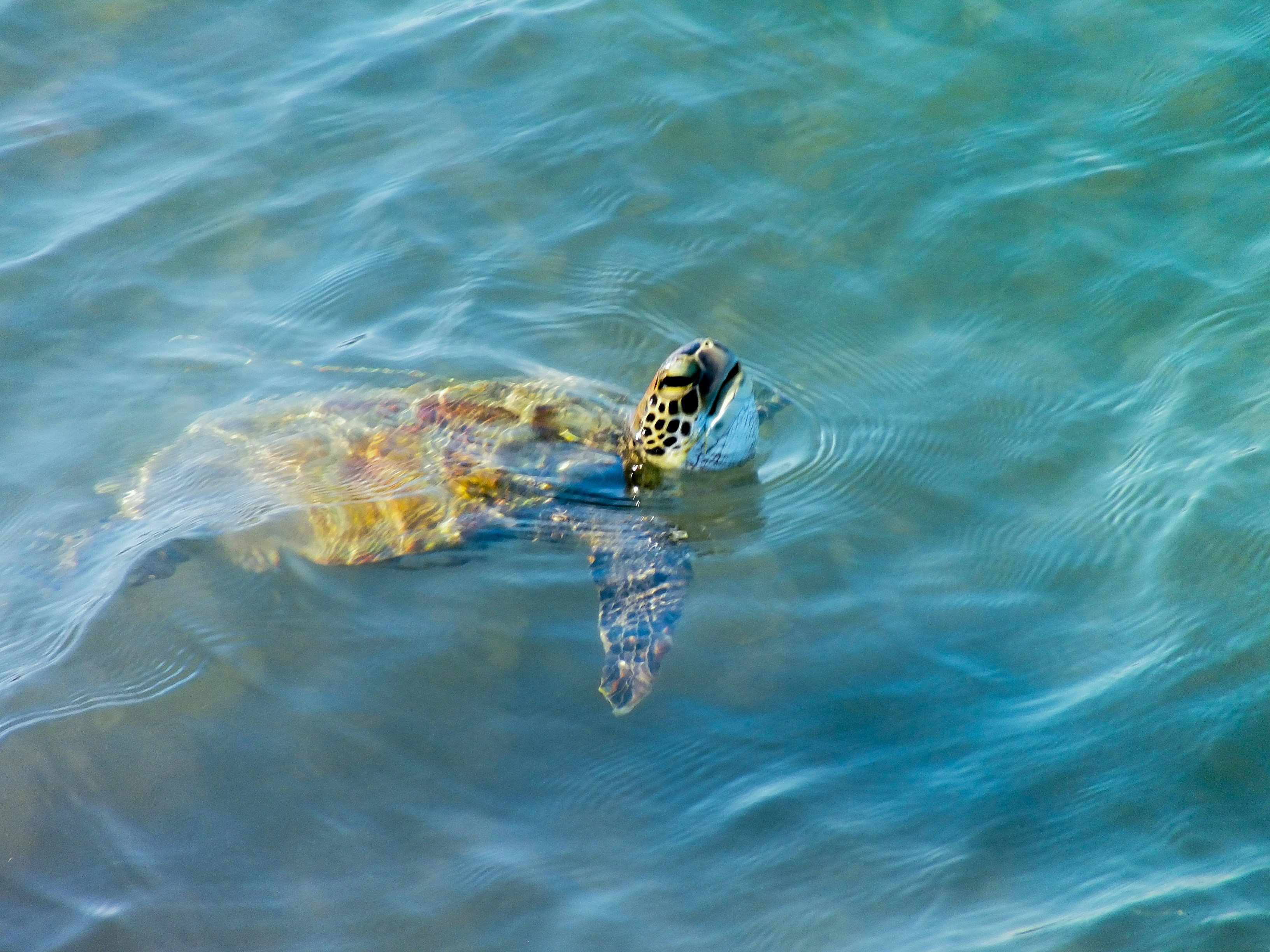 Hawaiian Green Sea Turtle swimming in clear water - maluaka beach reviews