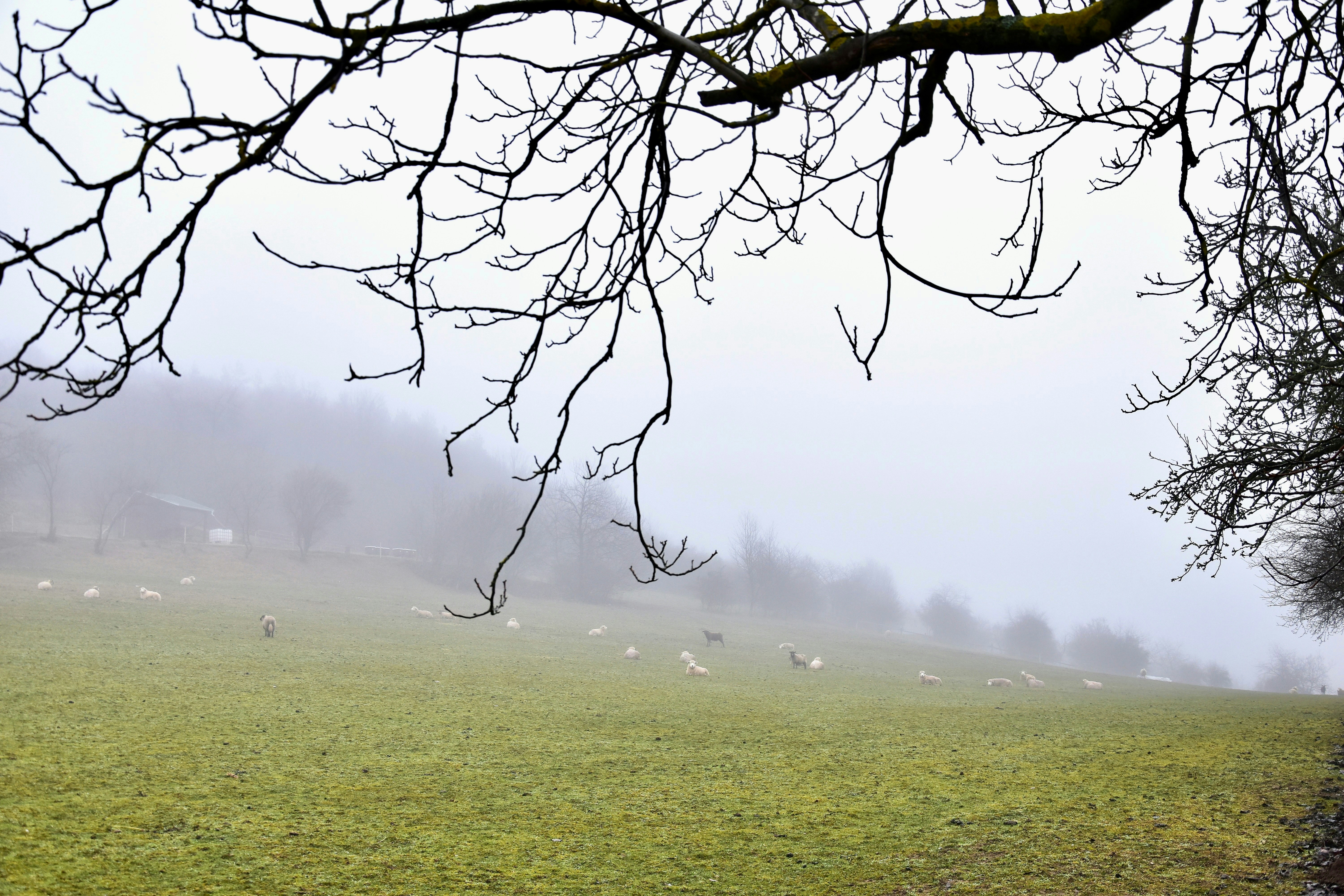 Kahle Äste rahmen ein nebliges Feld mit Schafen ein.