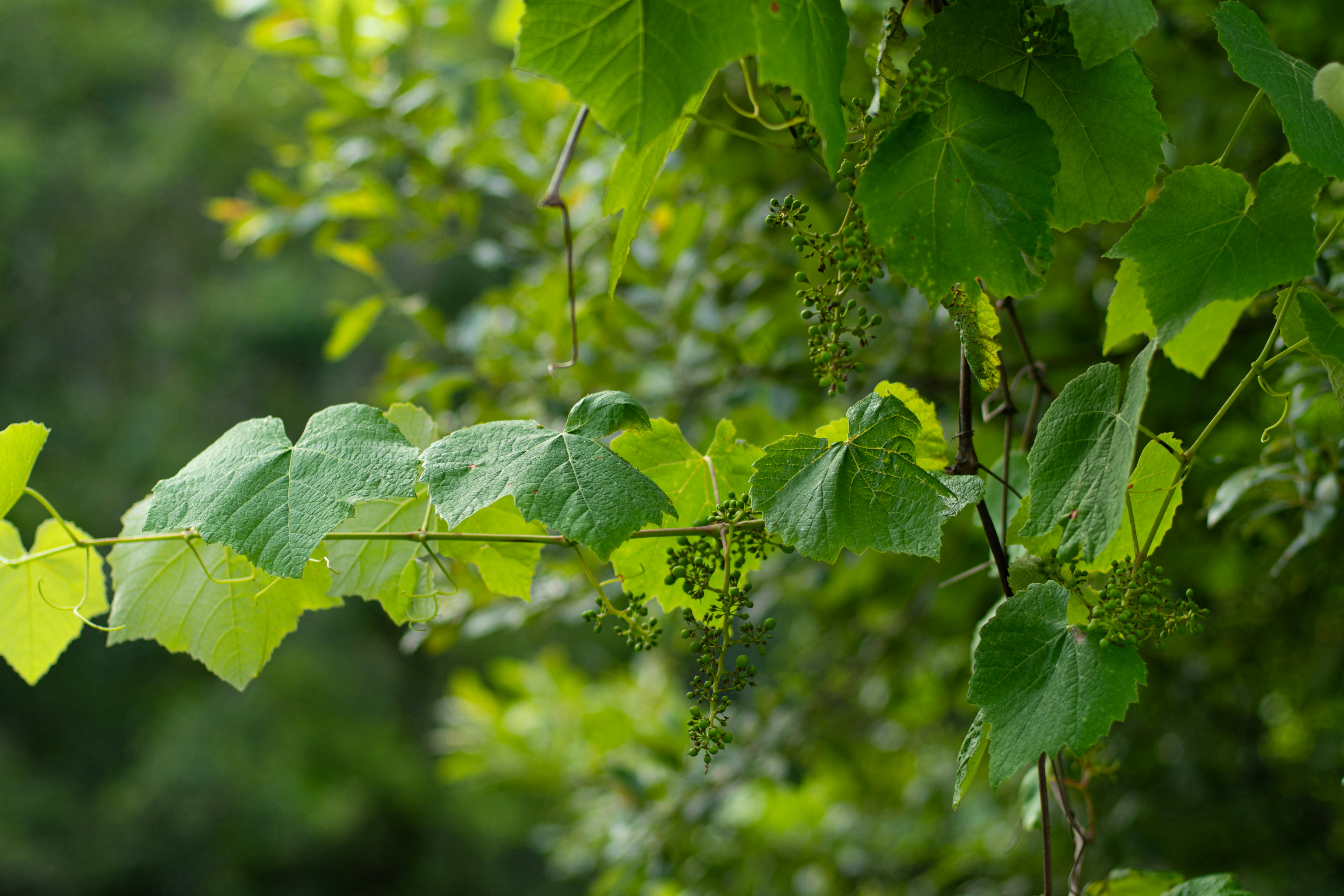Photo by nataliaraylenegusakova