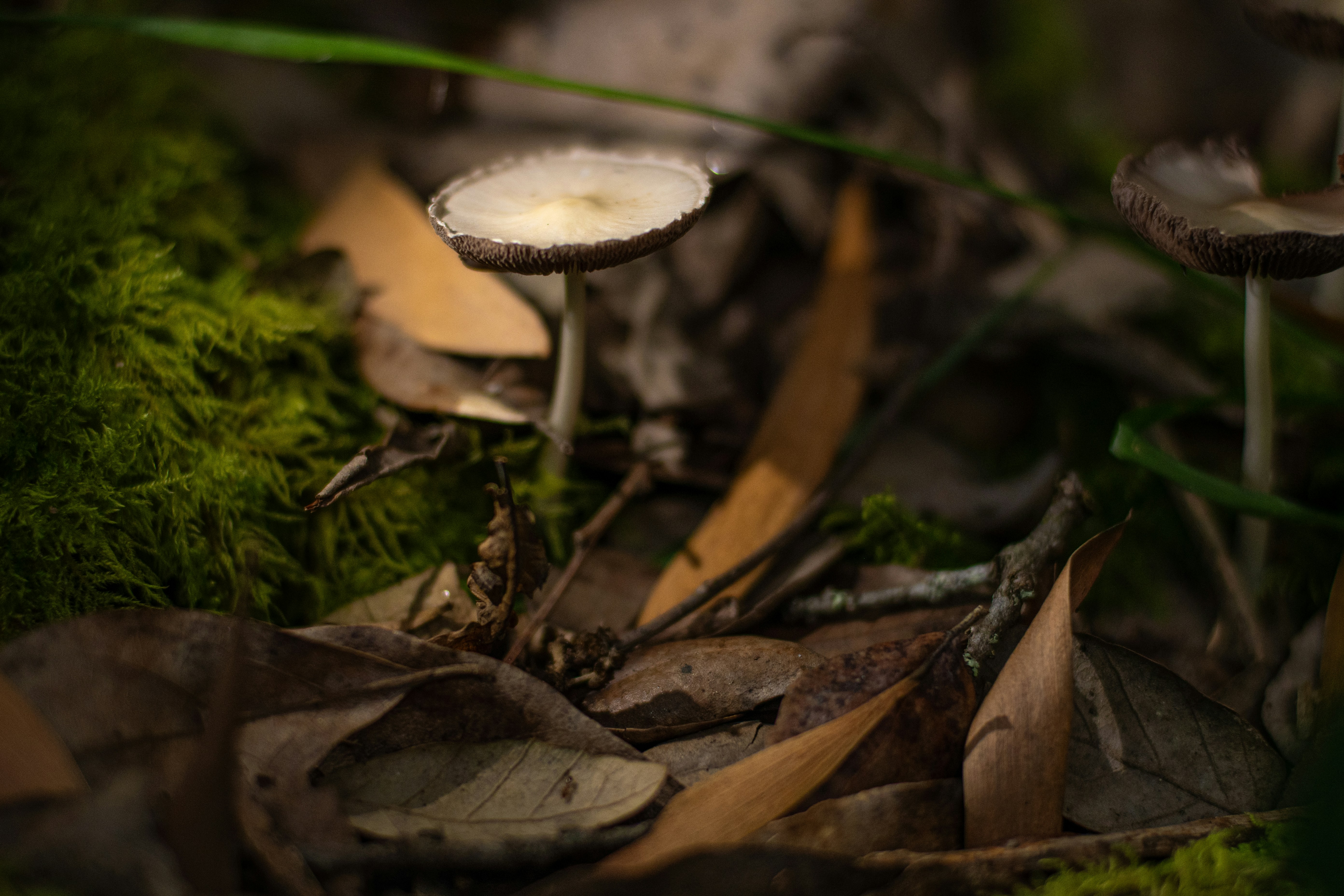 Photo by nataliaraylenegusakova