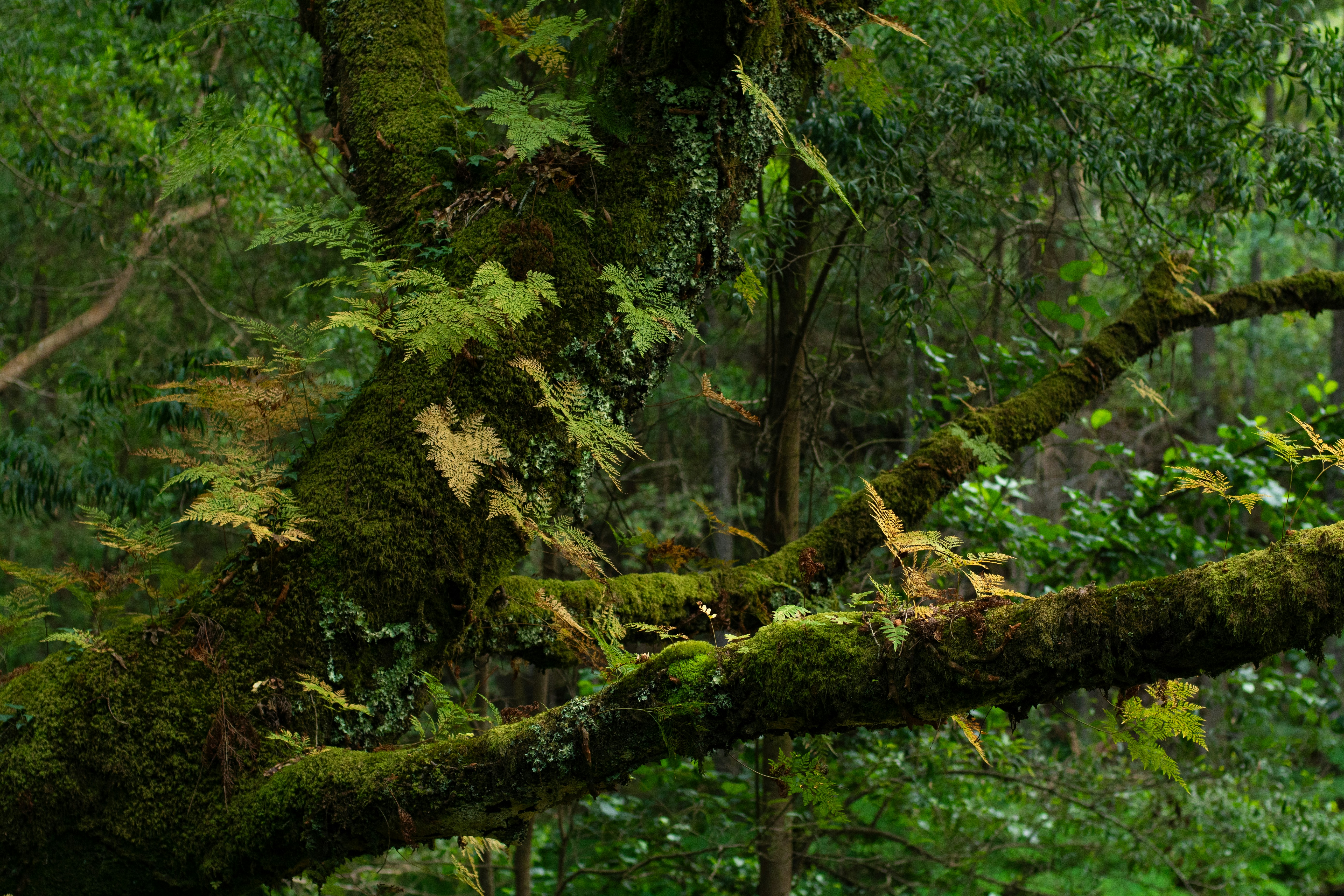 Photo by nataliaraylenegusakova