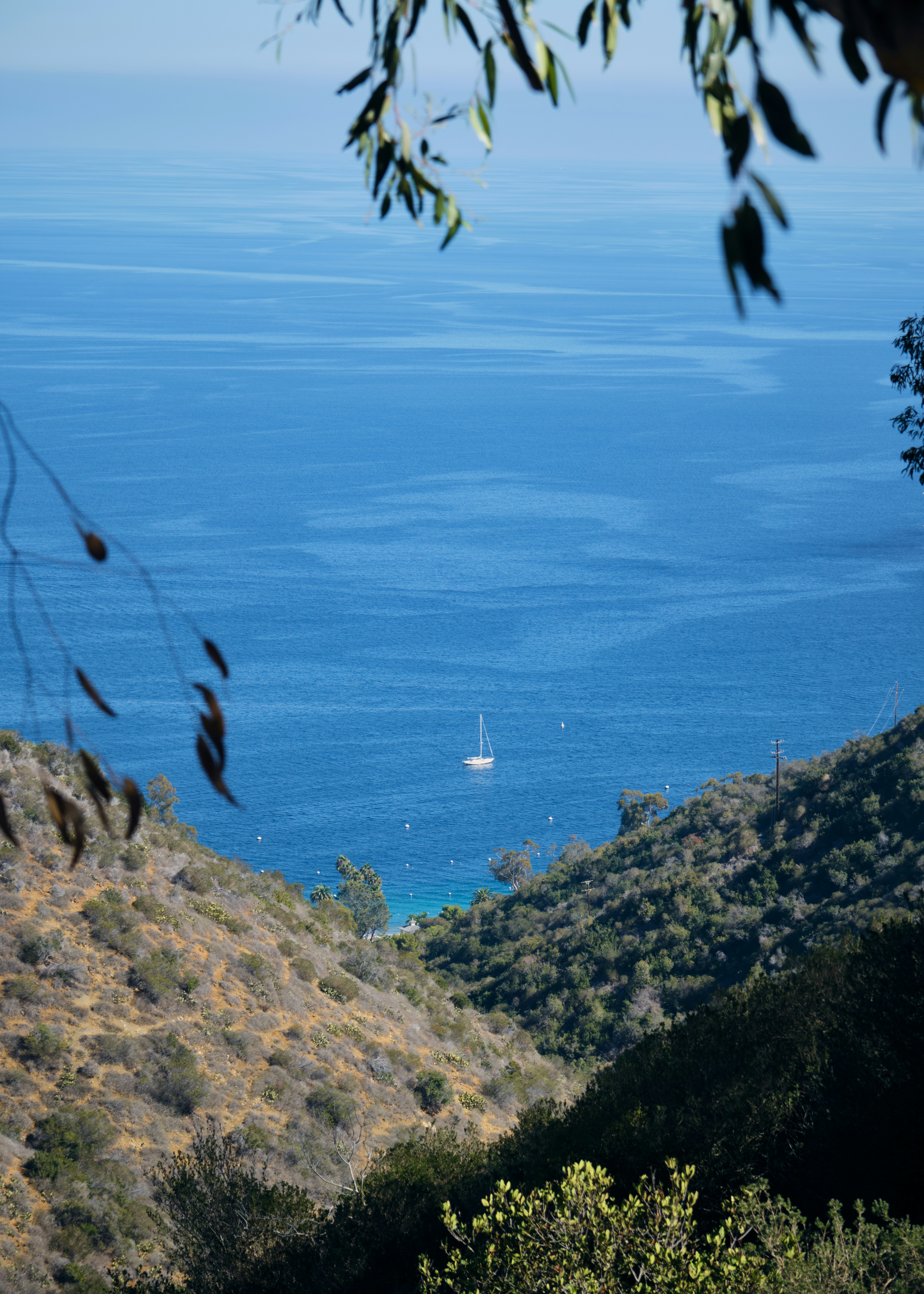 Barca a vela su oceano blu vista attraverso il fogliame verde.