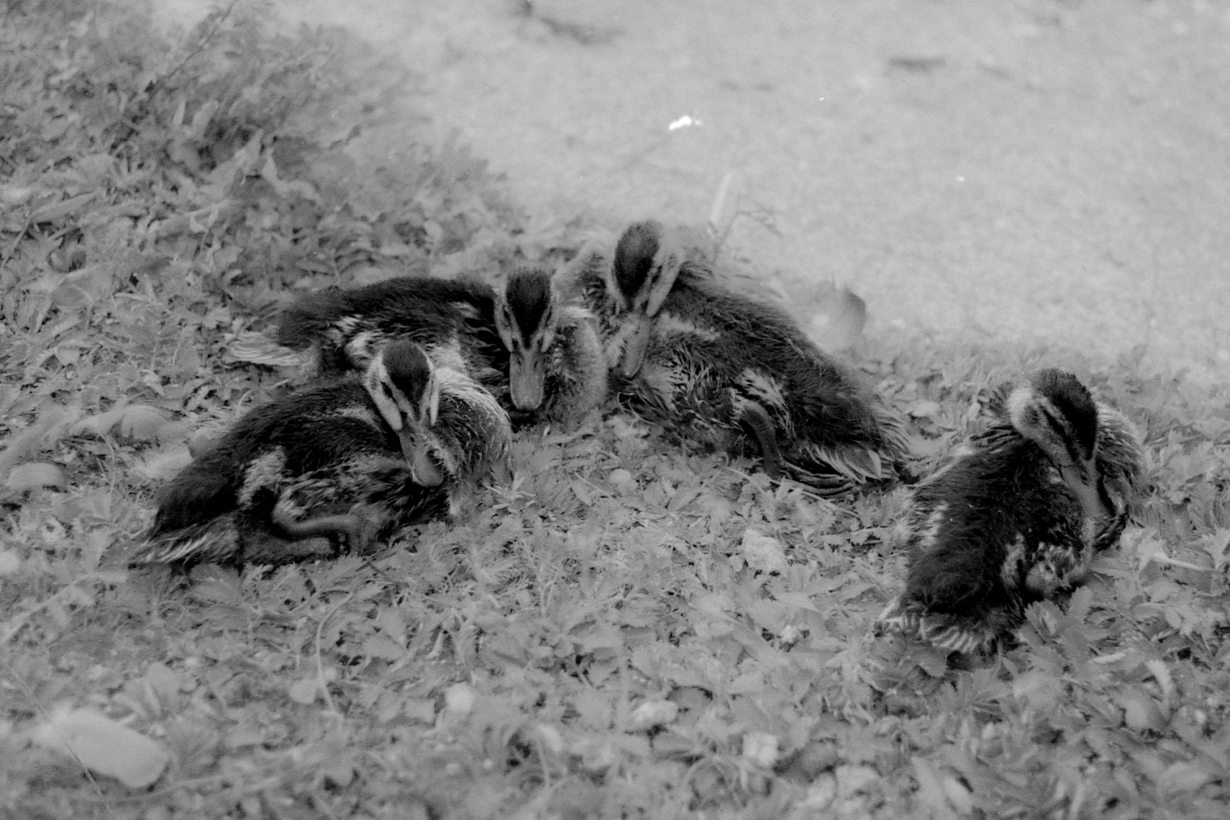 Four ducklings huddle together on grassy ground.