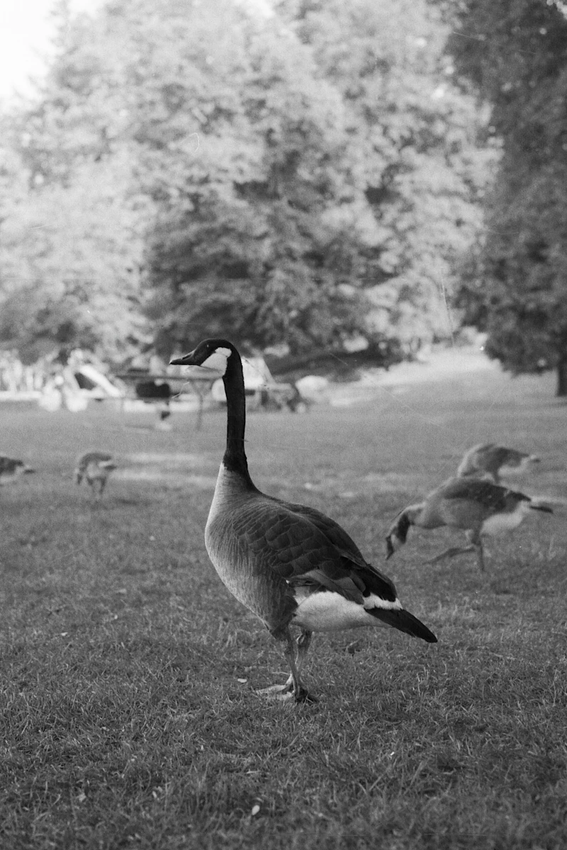 Canada geese grazing on a grassy field
