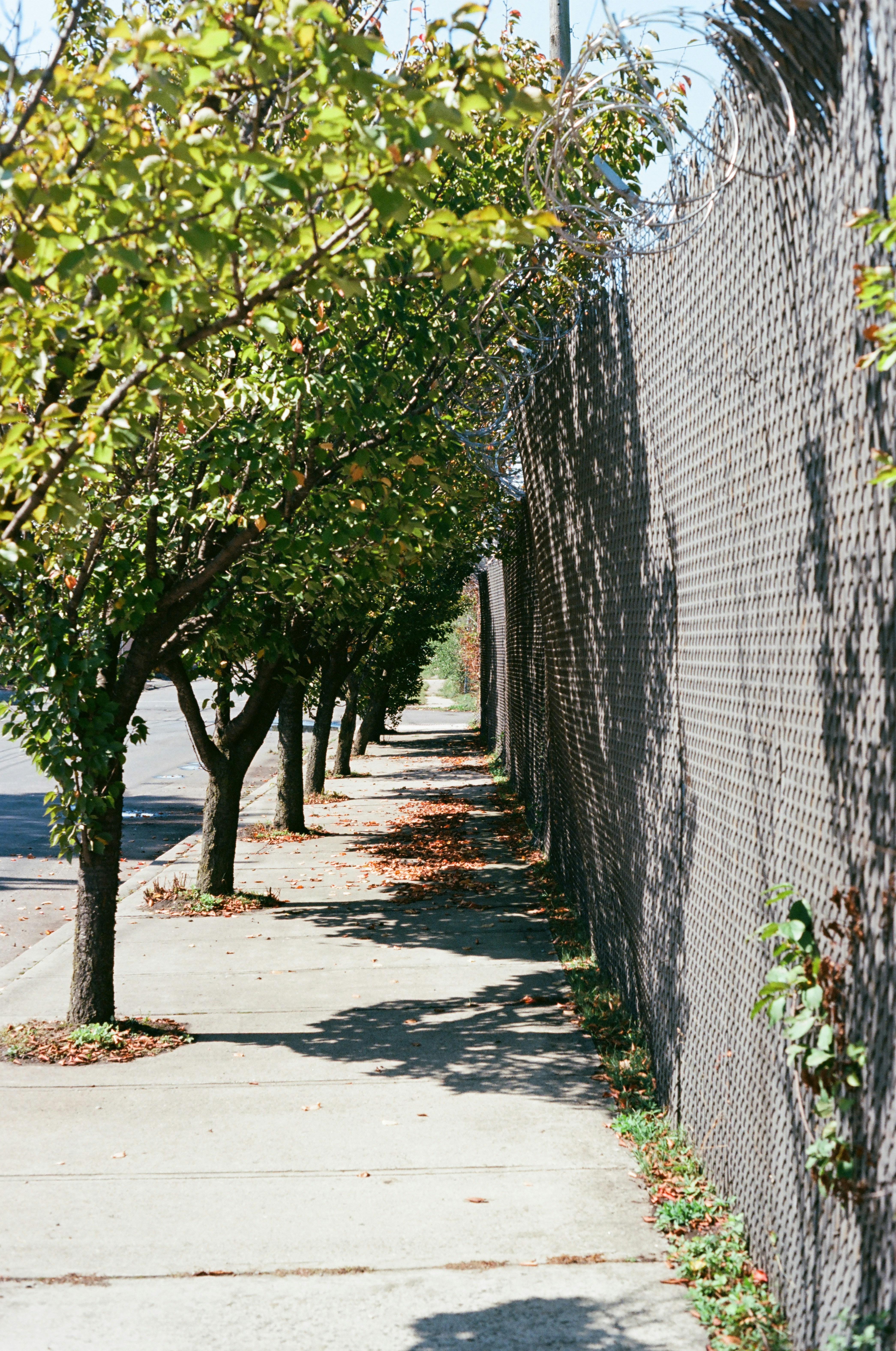 Trees line a sidewalk next to a chain-link fence.