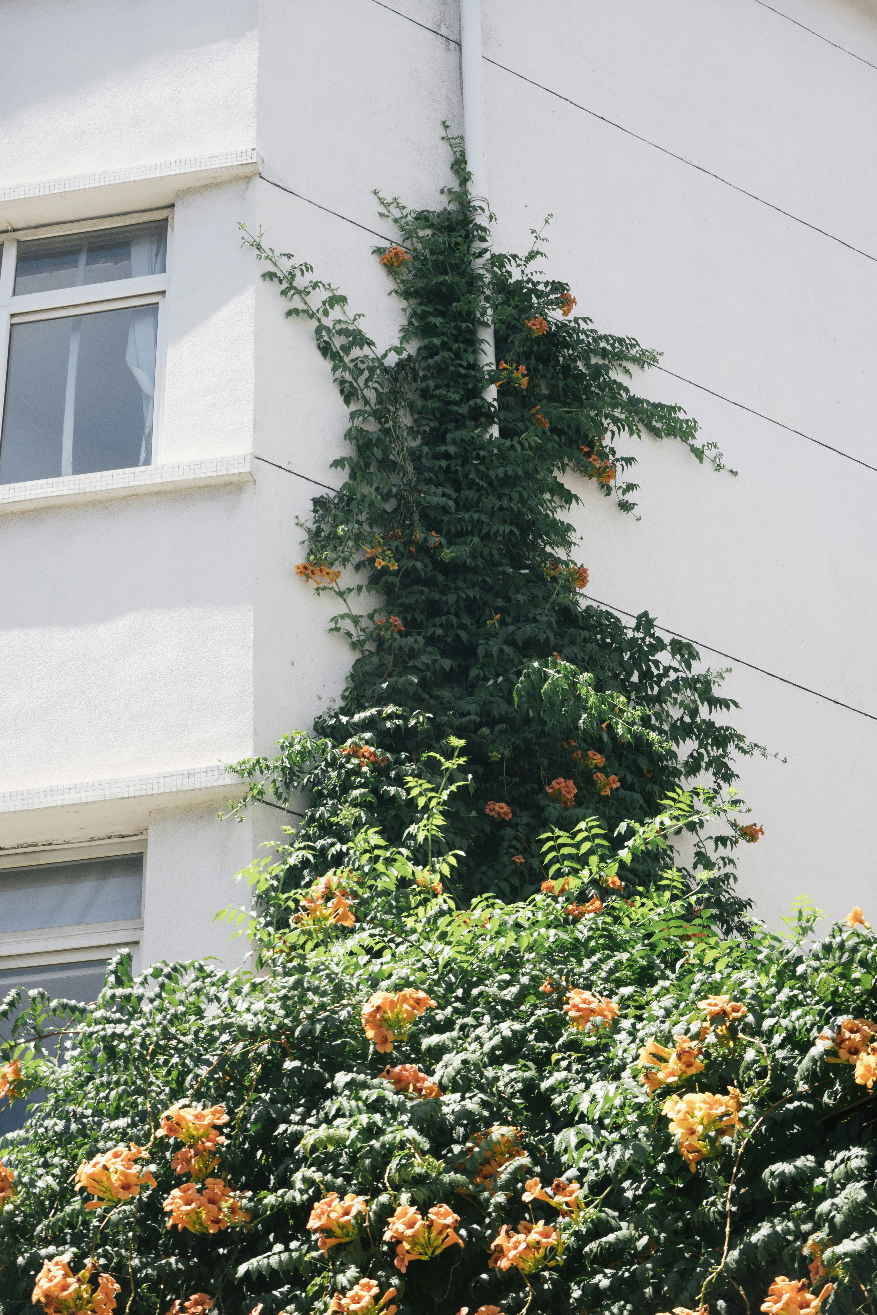 Green vines with orange flowers climb building wall.