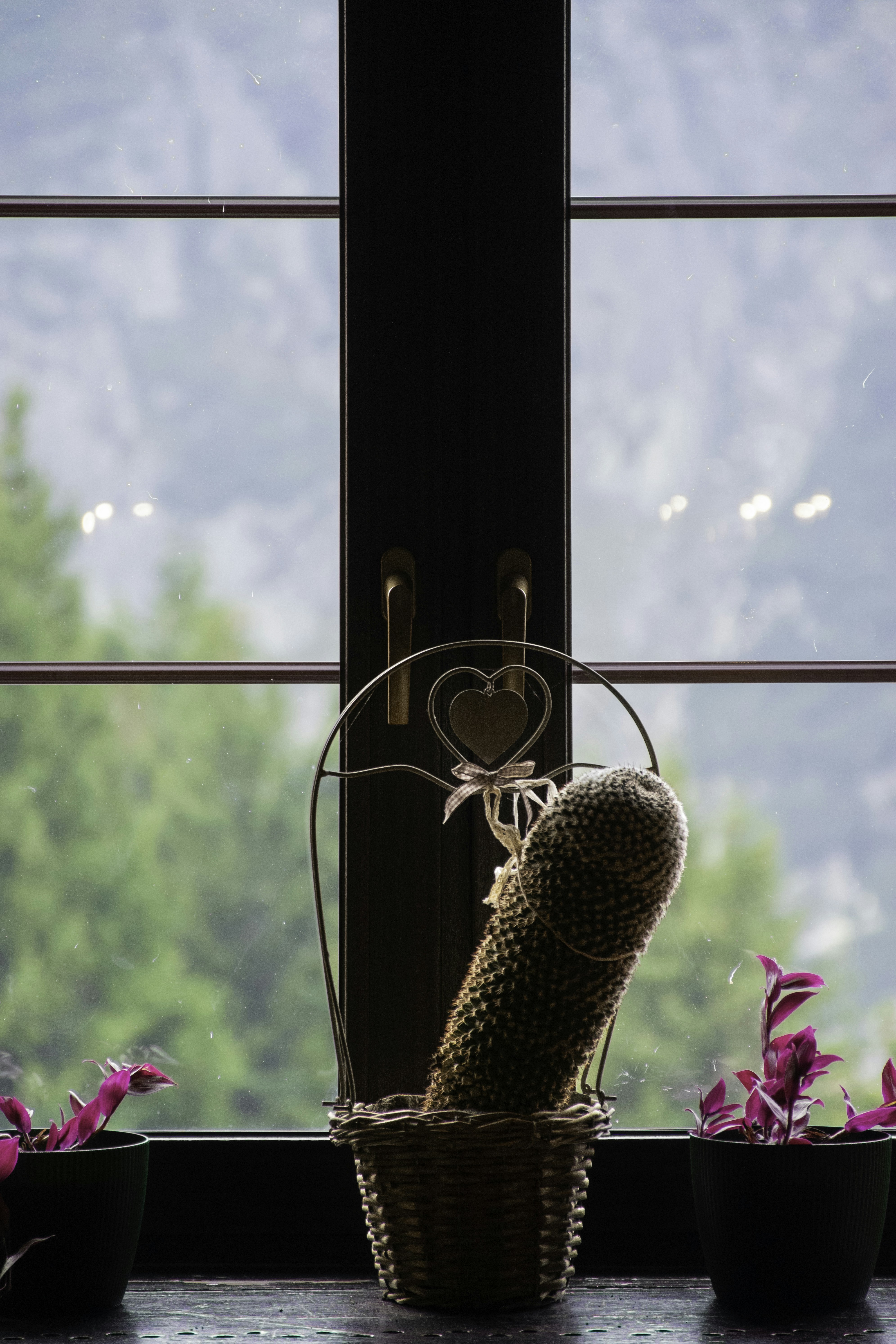 Kaktus in einem dekorativen Korb am Fenster