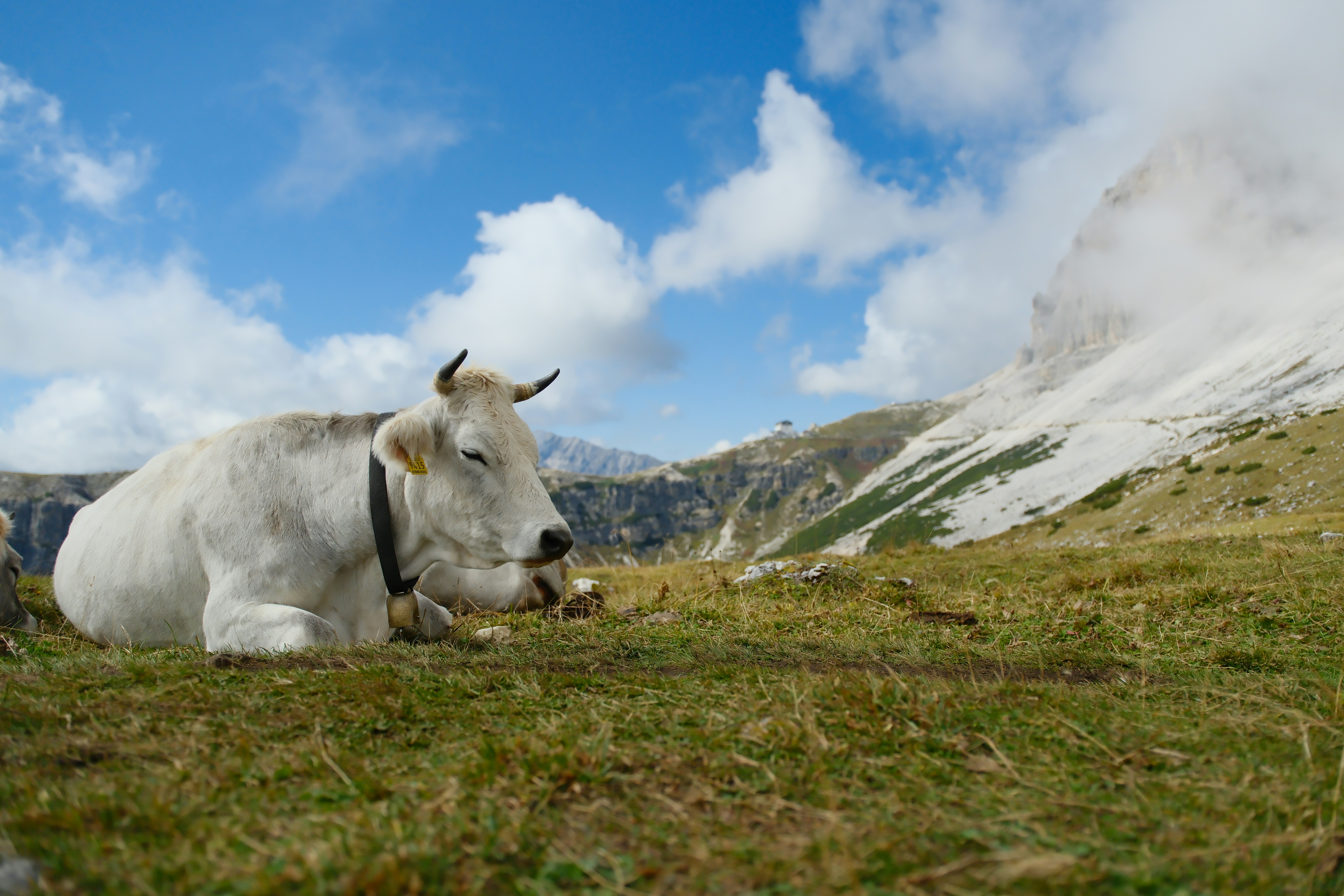 White cow resting on a grassy mountain slope.