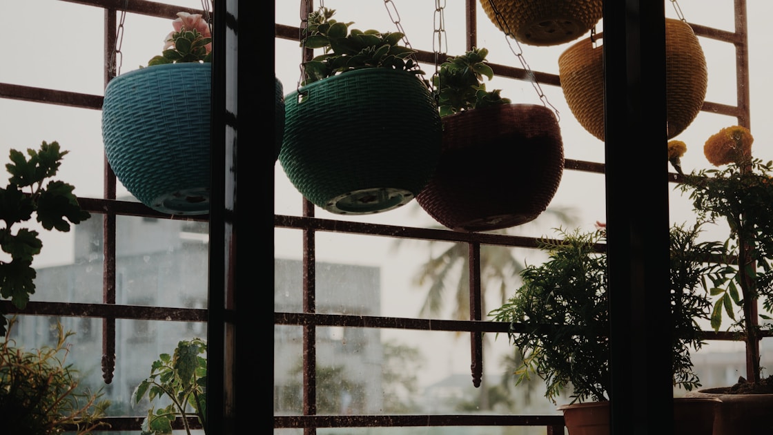 Growing berries balcony containers: step-by-step visual example